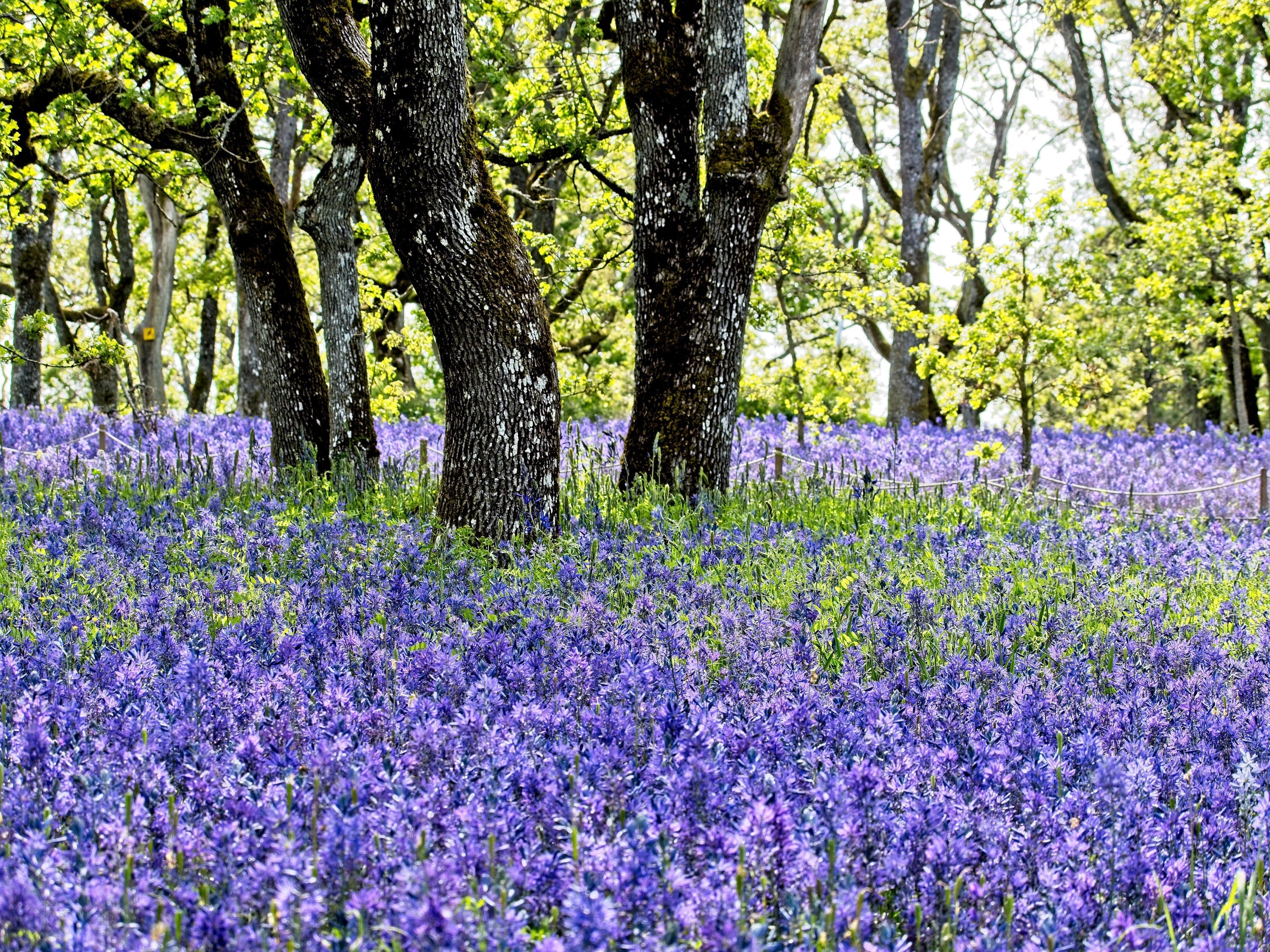 100 PERENNIAL LUPINE Blue Violet Lupinus Perennis Wild Lupine Sundial Purple Native Hummingbird Flower Seeds