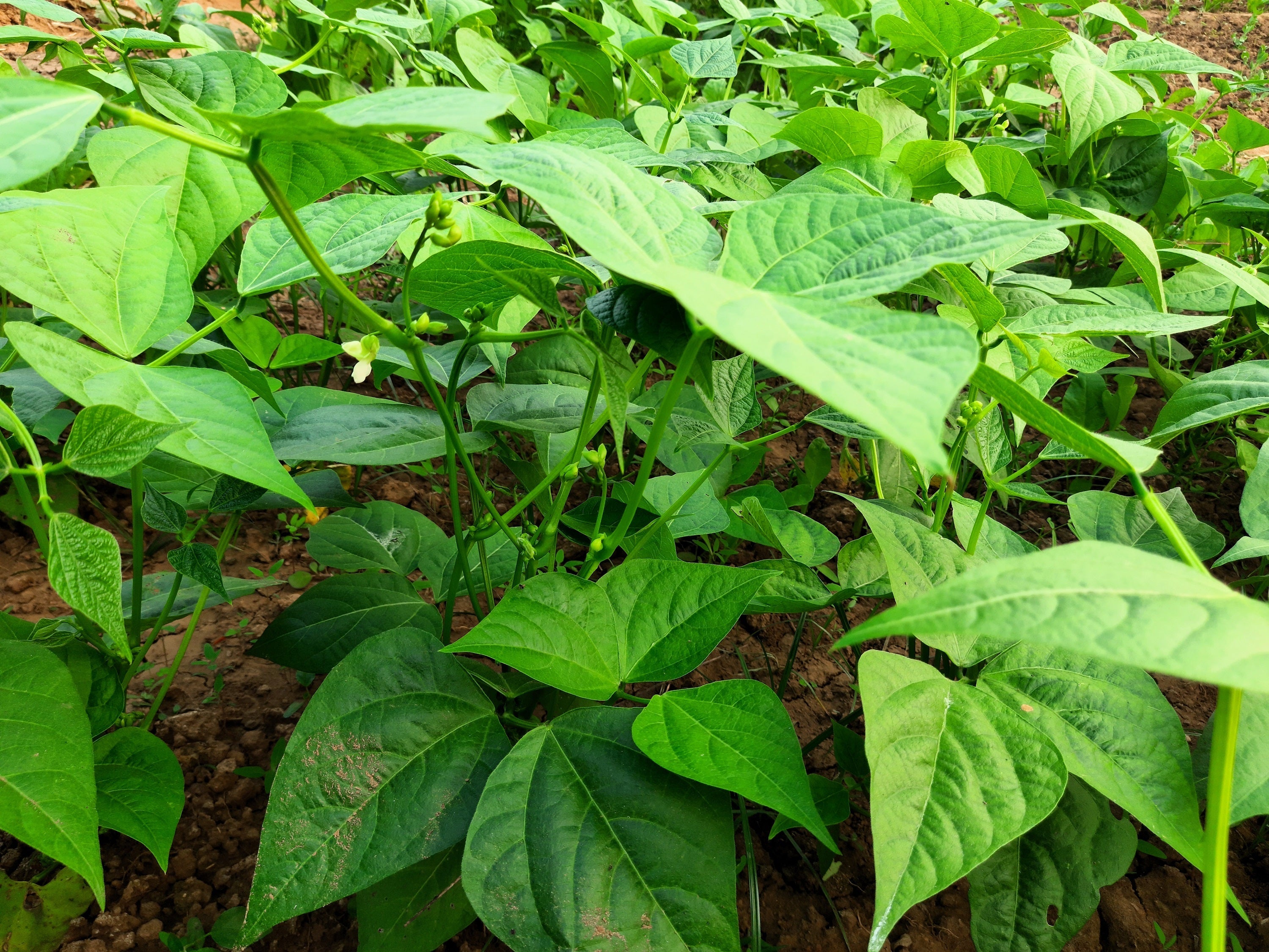 50 GREENCROP GREEN BEAN Phaseolus Vulgaris Vegetable Seeds