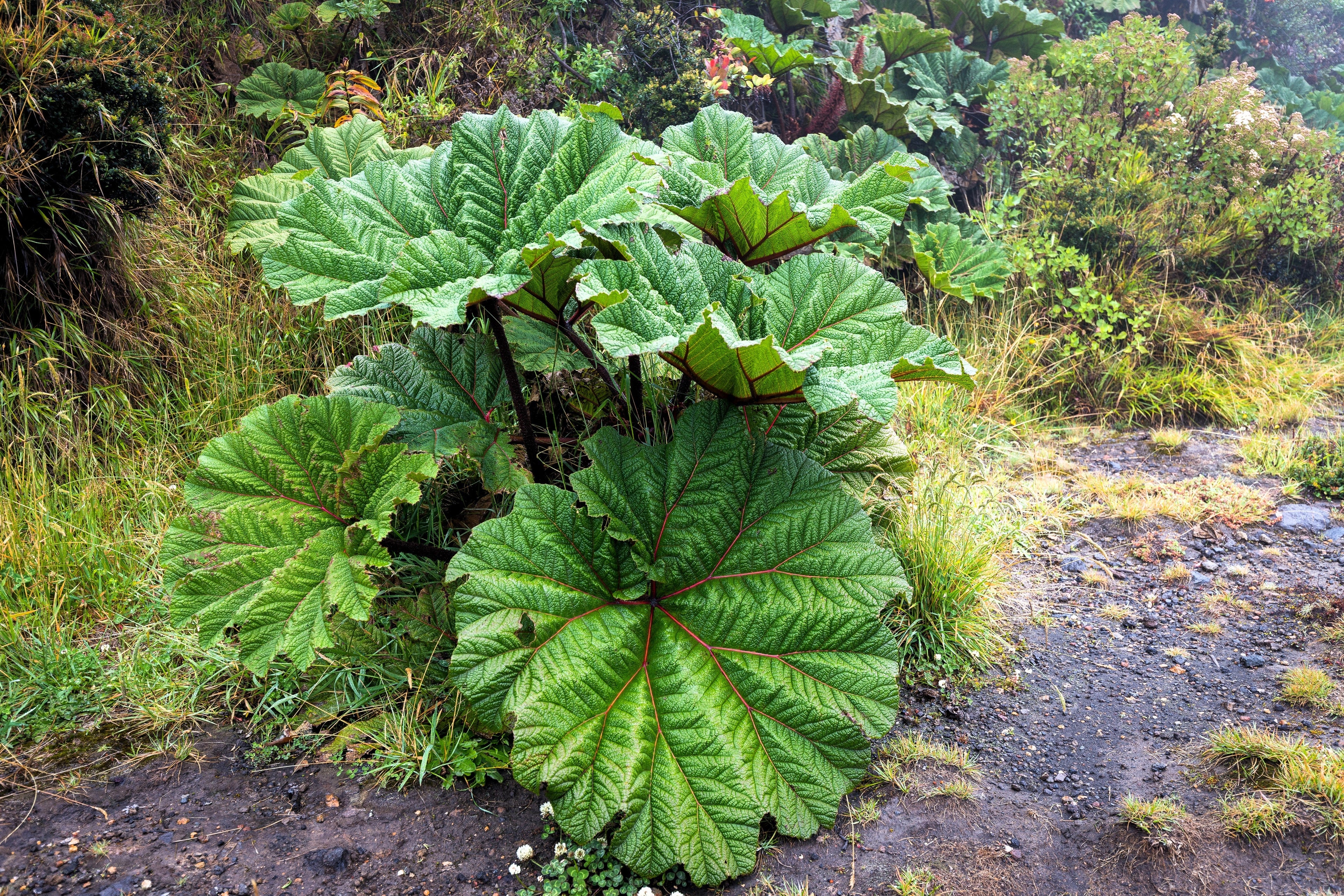 10 GUNNERA INSIGNIS Giant Rhubarb (Leaves up to 6' Wide, Red Flower Spikes to 3') Dinosaur Plant Seeds