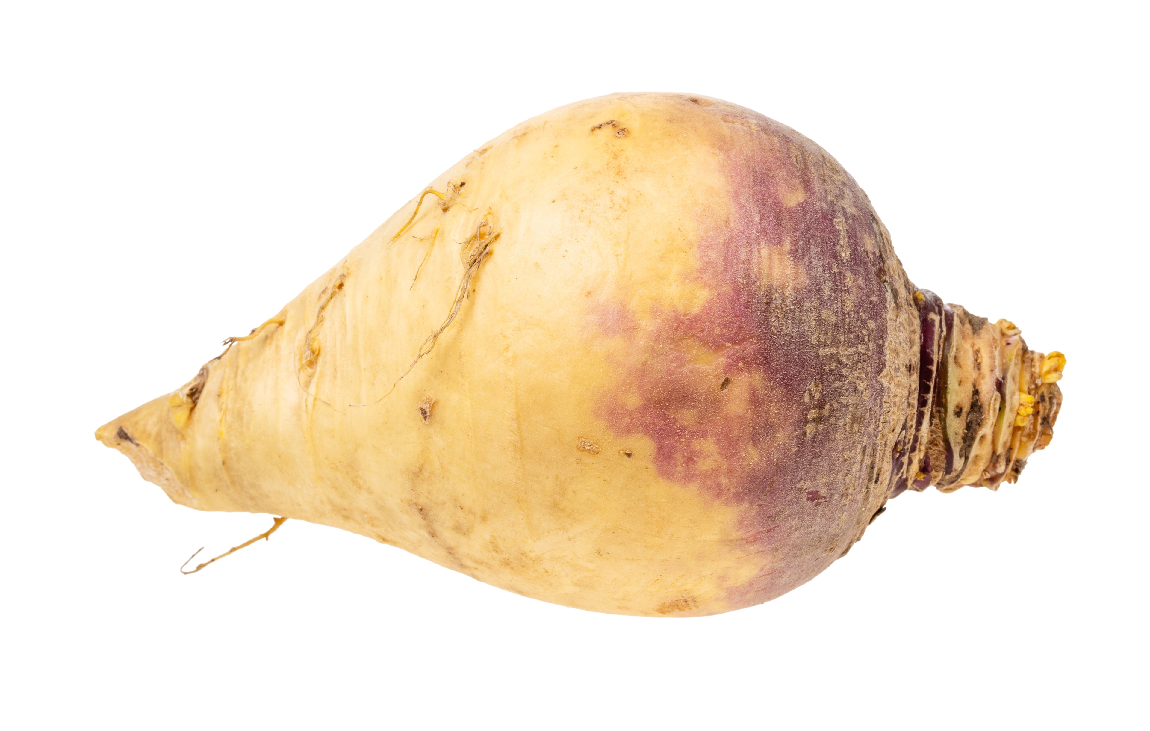 3000 LAURENTIAN RUTABAGA Brassica Napus Vegetable Seeds