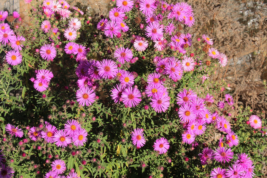 25 Table Mountain ICE PLANT Magenta Fuchsia Delosperma Cooperi Perennial Pink Carpet Flower Seeds
