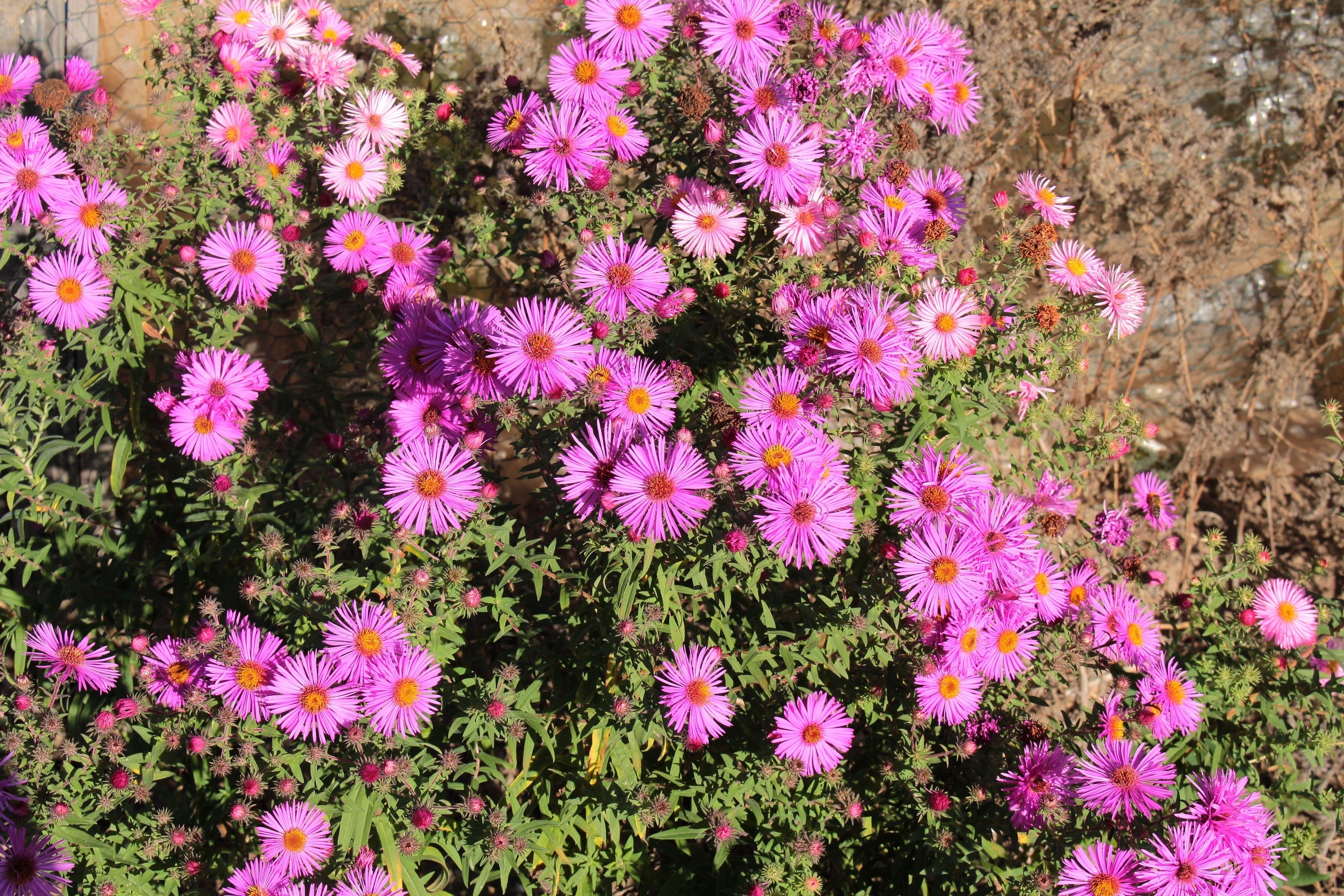 25 Table Mountain ICE PLANT Magenta Fuchsia Delosperma Cooperi Perennial Pink Carpet Flower Seeds