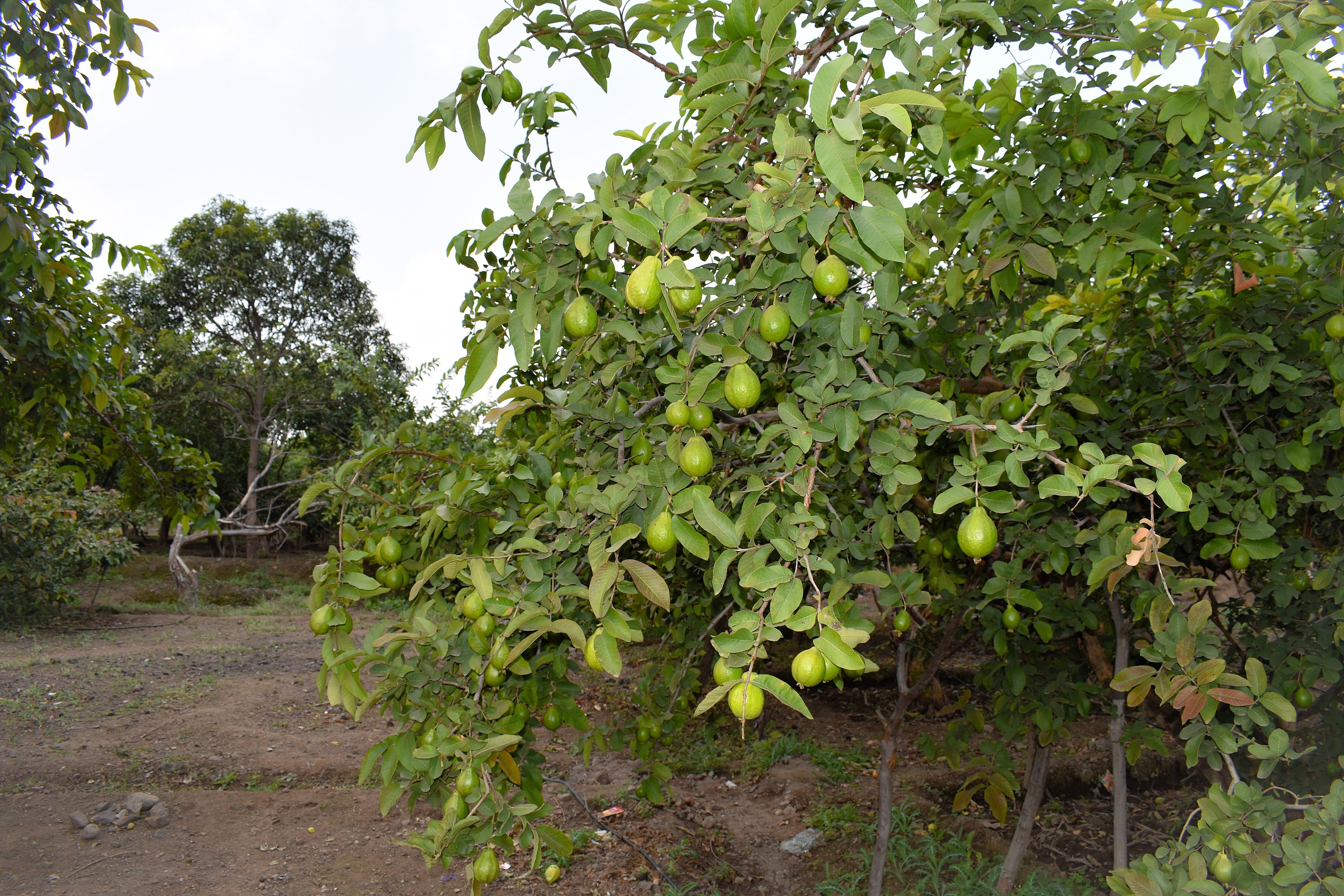 1000 BULK GUAVA Fruit Tree Shrub Psidium Guajava White Flowers Fruit Seeds