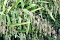 100 NORTHERN SEA OATS Grass Inland Chasmanthium Latifolium Seeds