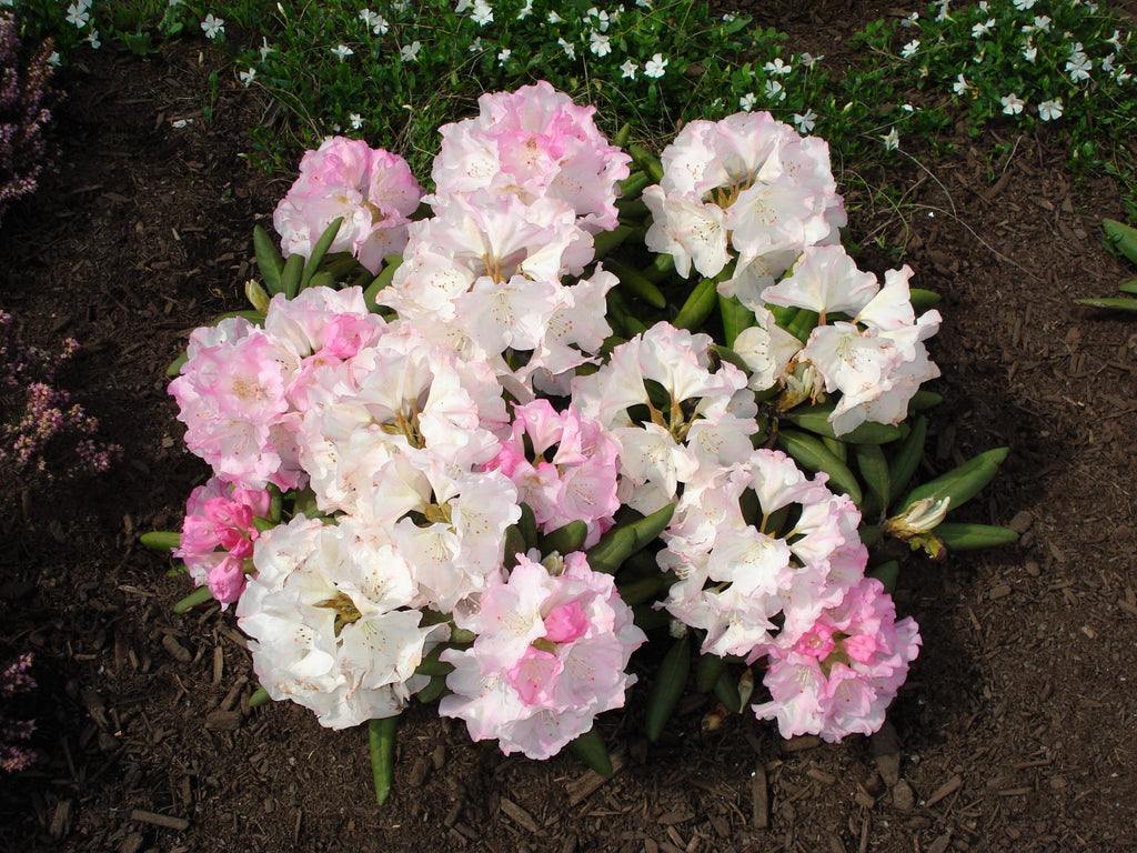 50 MIXED HYBRIDS RHODODENDRON spp. Mixed Colors - Red, Pink, Purple, White, Yellow, Orange Flower Sun or Shade Bush Shrub Seeds