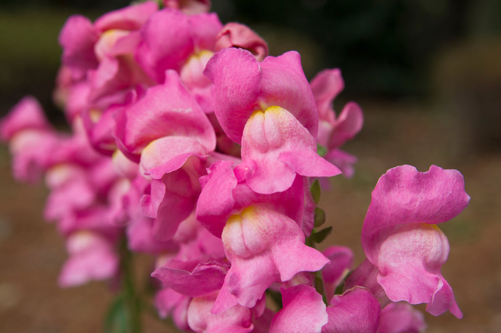 2000 PINK SNAPDRAGON Antirrhinum Majus Flower Seeds