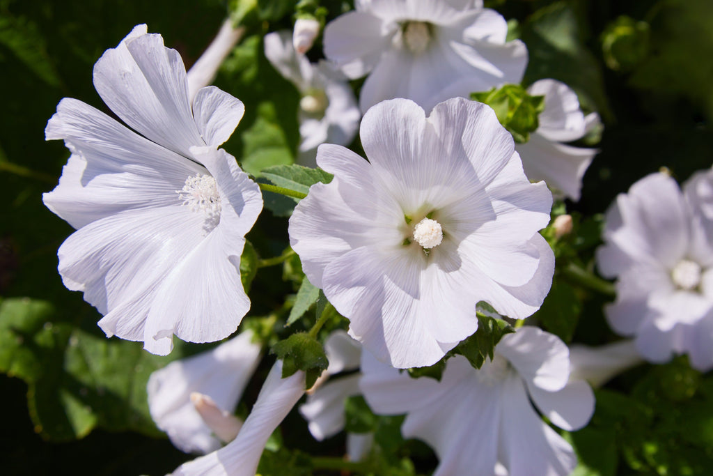 200 ROSE MALLOW MIX (Bush Mallow) Hibiscus Lavatera Trimestris Flower Seeds