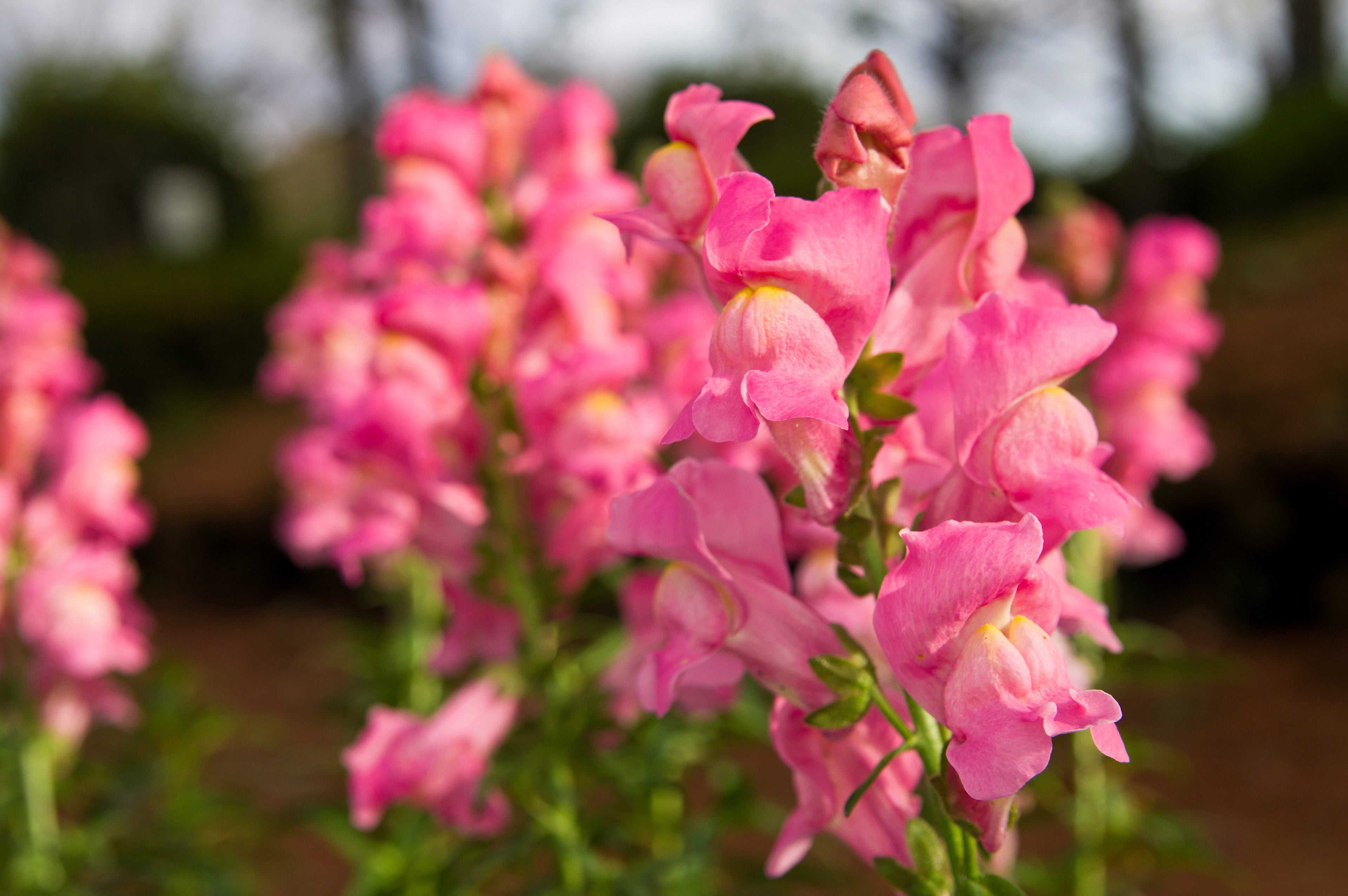 2000 PINK SNAPDRAGON Antirrhinum Majus Flower Seeds