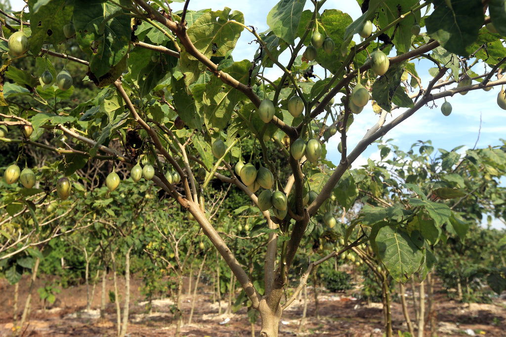 10 TAMARILLO / TREE TOMATO Cyphomandra Betacea Solanum Fruit Tree Seeds