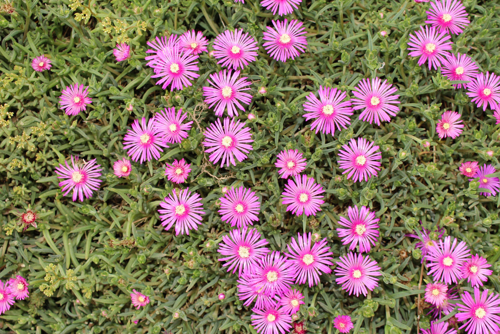 25 Table Mountain ICE PLANT Magenta Fuchsia Delosperma Cooperi Perennial Pink Carpet Flower Seeds