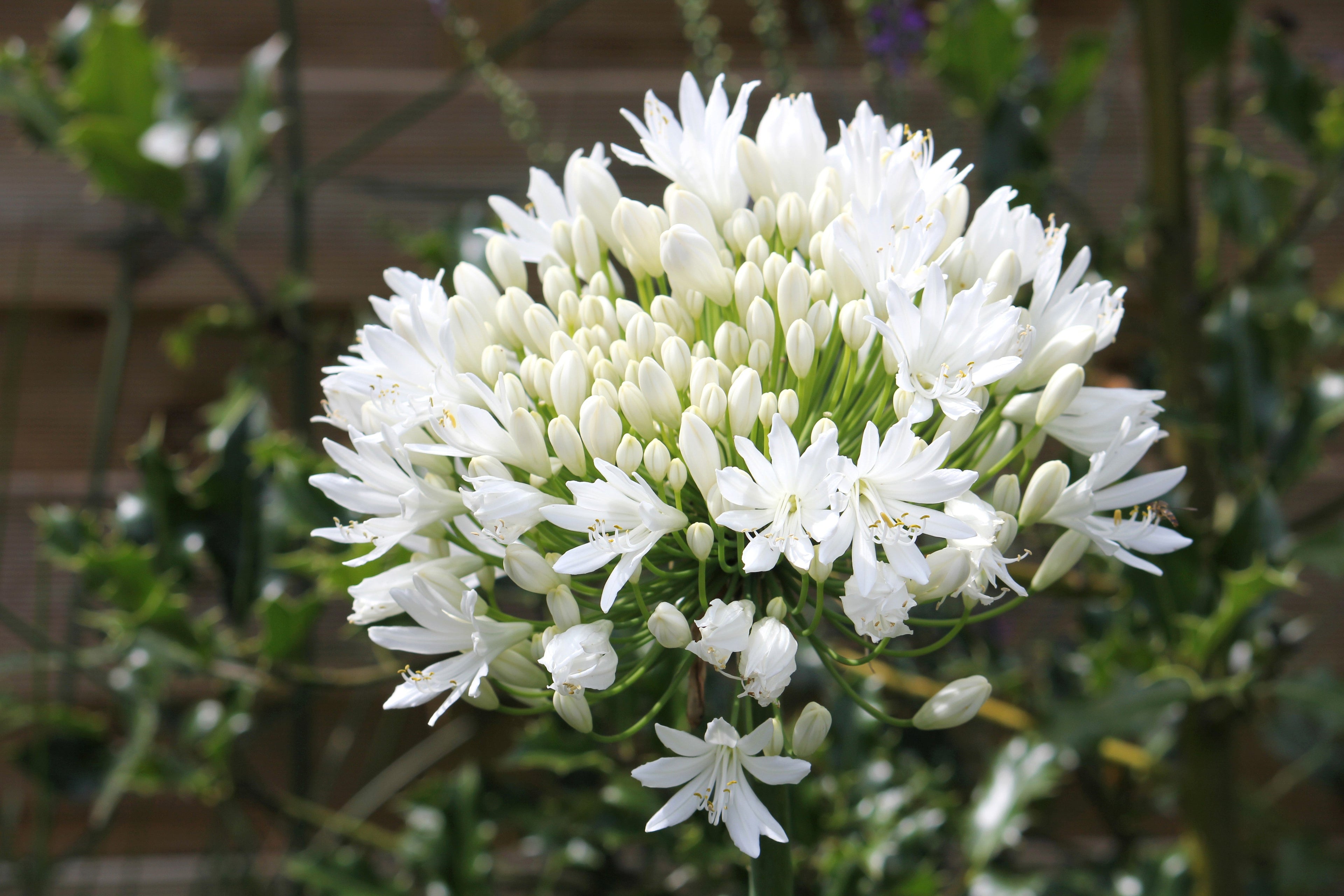 25 WHITE LILY of the NILE Agapanthus Orientalis African Lily Flower Seeds