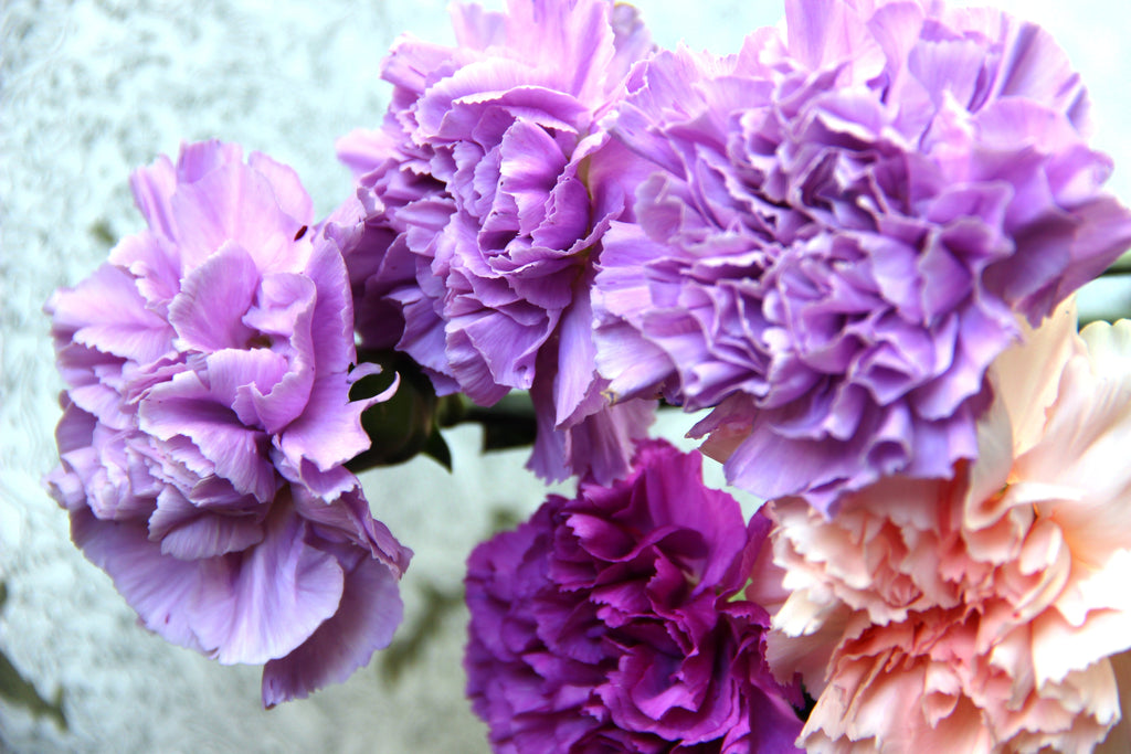 100 Mixed CARNATION / DOUBLE DIANTHUS Chinensis Flower Seeds