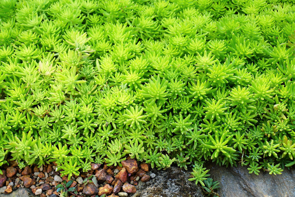 150 MIXED SEDUM Stonecrop Succulent Groundcover Red White Yellow Pink Purple Flower Seeds