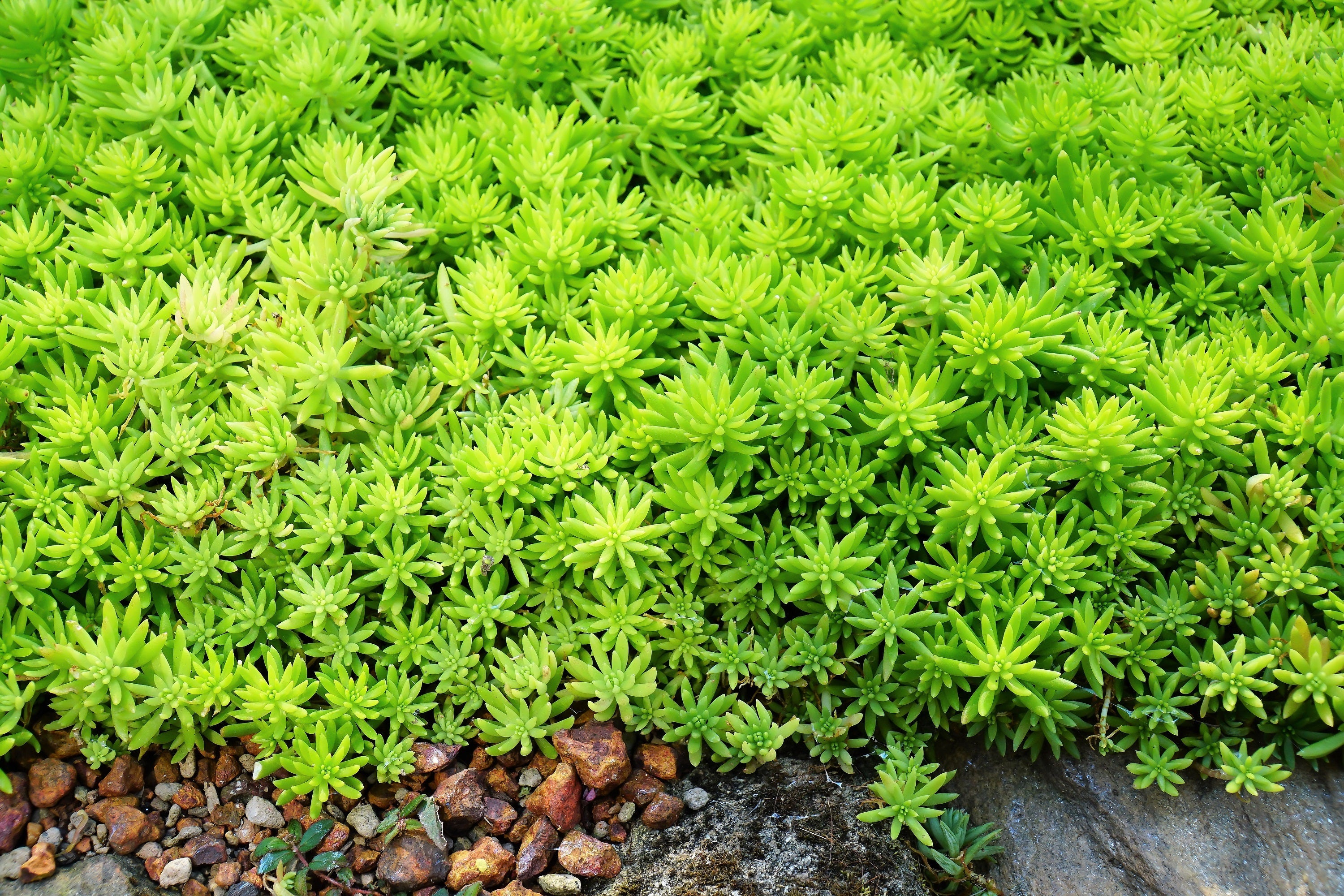 150 MIXED SEDUM Stonecrop Succulent Groundcover Red White Yellow Pink Purple Flower Seeds