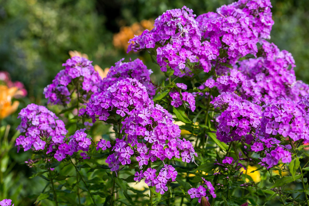 10 TALL GARDEN PHLOX Paniculata Mixed Colors 'New Hybrids Mix' Flower Seeds
