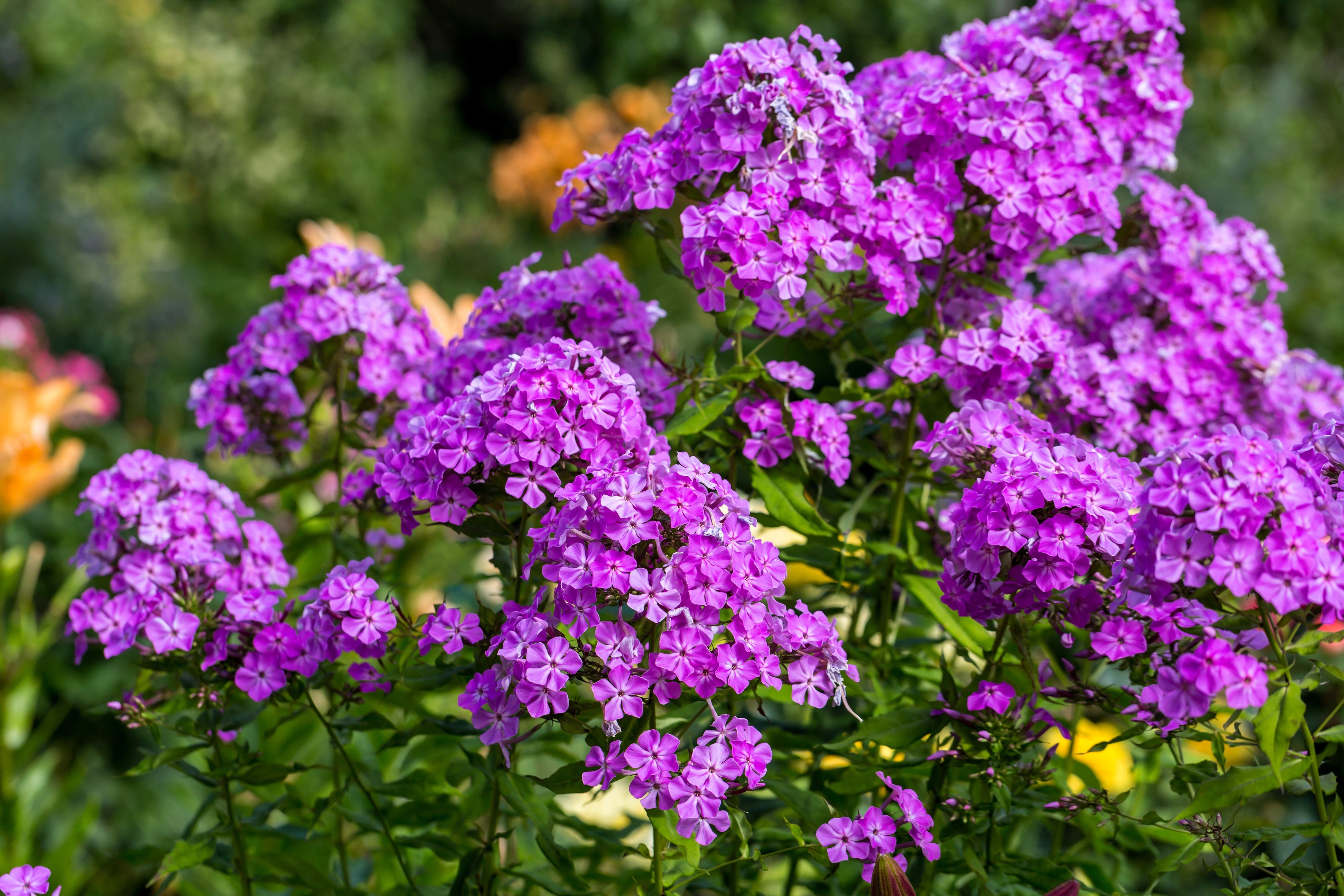 10 TALL GARDEN PHLOX Paniculata Mixed Colors 'New Hybrids Mix' Flower Seeds