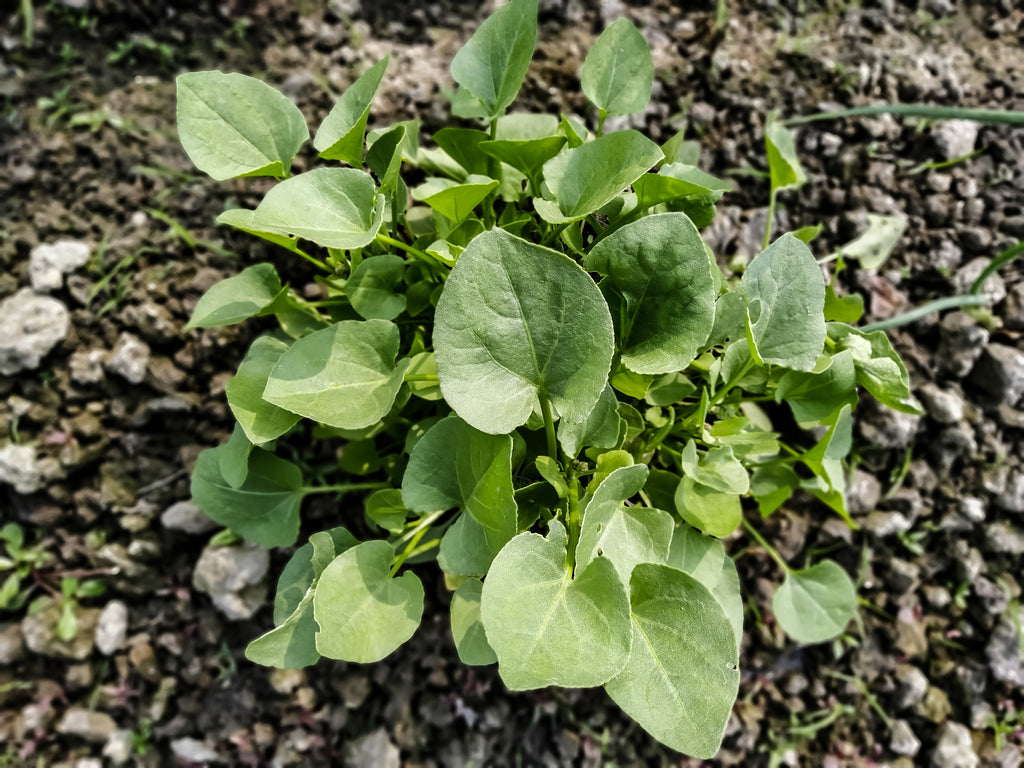 1500 UPLAND CRESS American Land Cress Barbarea Verna Creasy Vegetable Herb Seeds