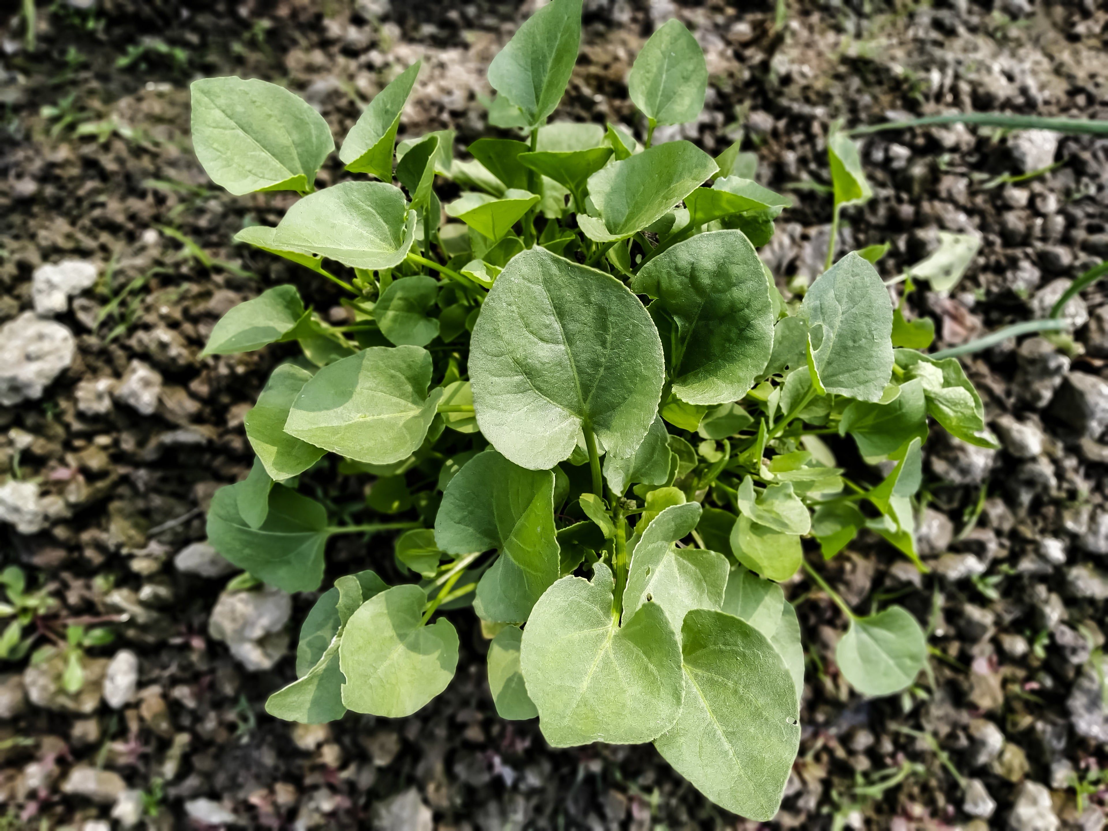 1500 UPLAND CRESS American Land Cress Barbarea Verna Creasy Vegetable Herb Seeds