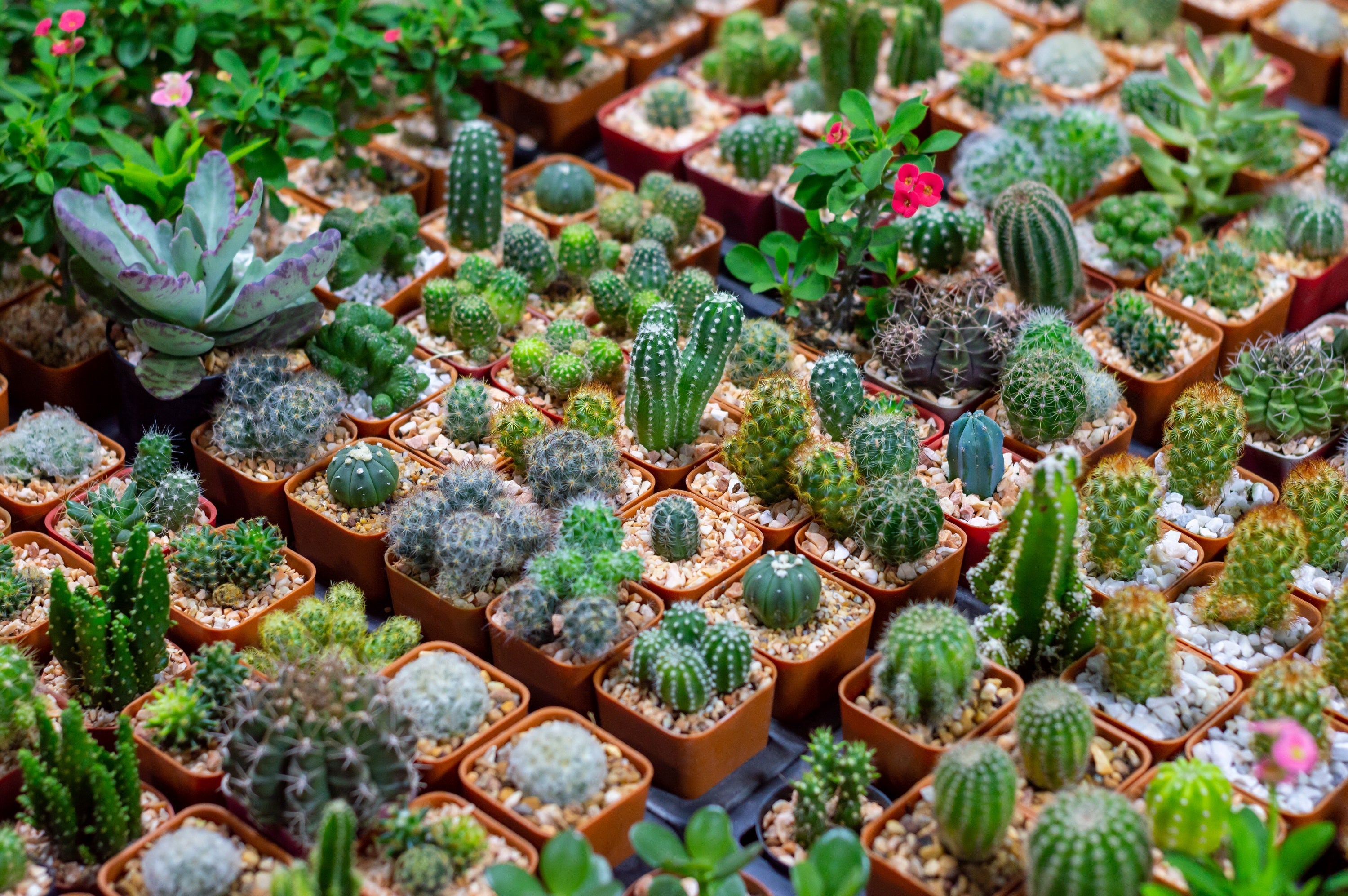 50 CACTUS MIX 'Finest Mixed' Succulent Flower Plant Seeds