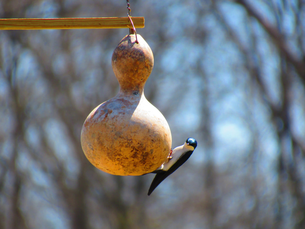 20 BIRDHOUSE GOURD (Hard Shelled Gourd / Calabash) Lagenaria Siceraria Vine Seeds