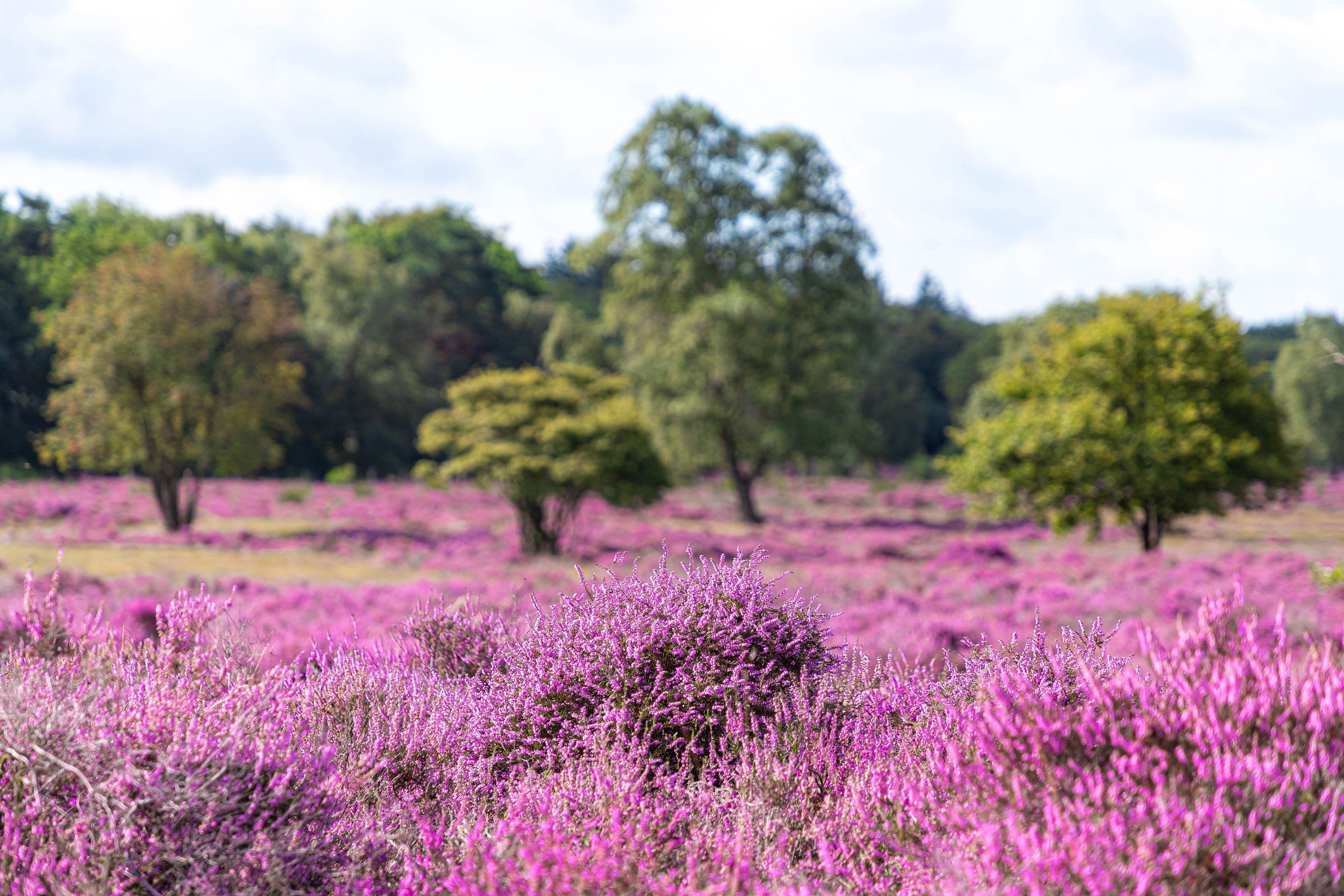 100 Scotch TRUE HEATHER Shrub Scot's Purple Pink Flower Calluna Vulgaris Seeds