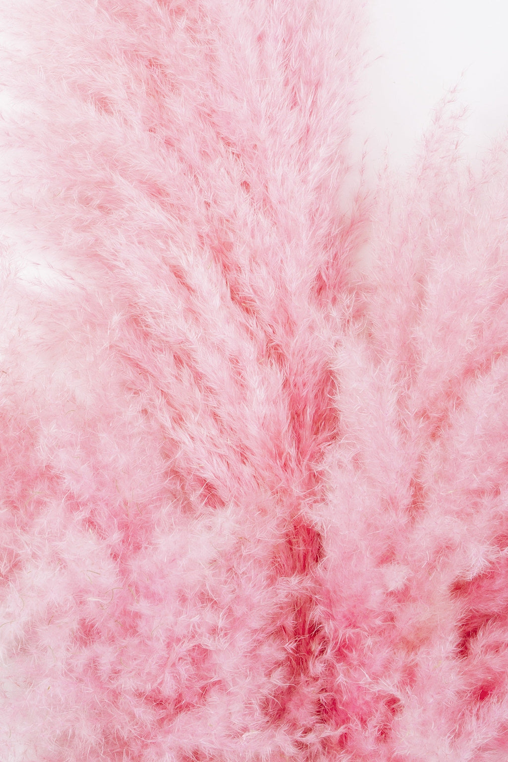 200 Ornamental PINK PAMPAS GRASS Cortaderia Selloana Rosea Seeds