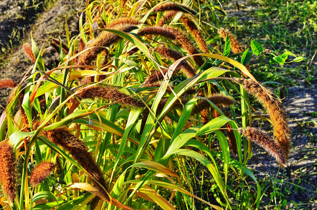 100 FOXTAIL MILLET Setaria Italica Ornamental Grass Wildlife Food Flower Seeds