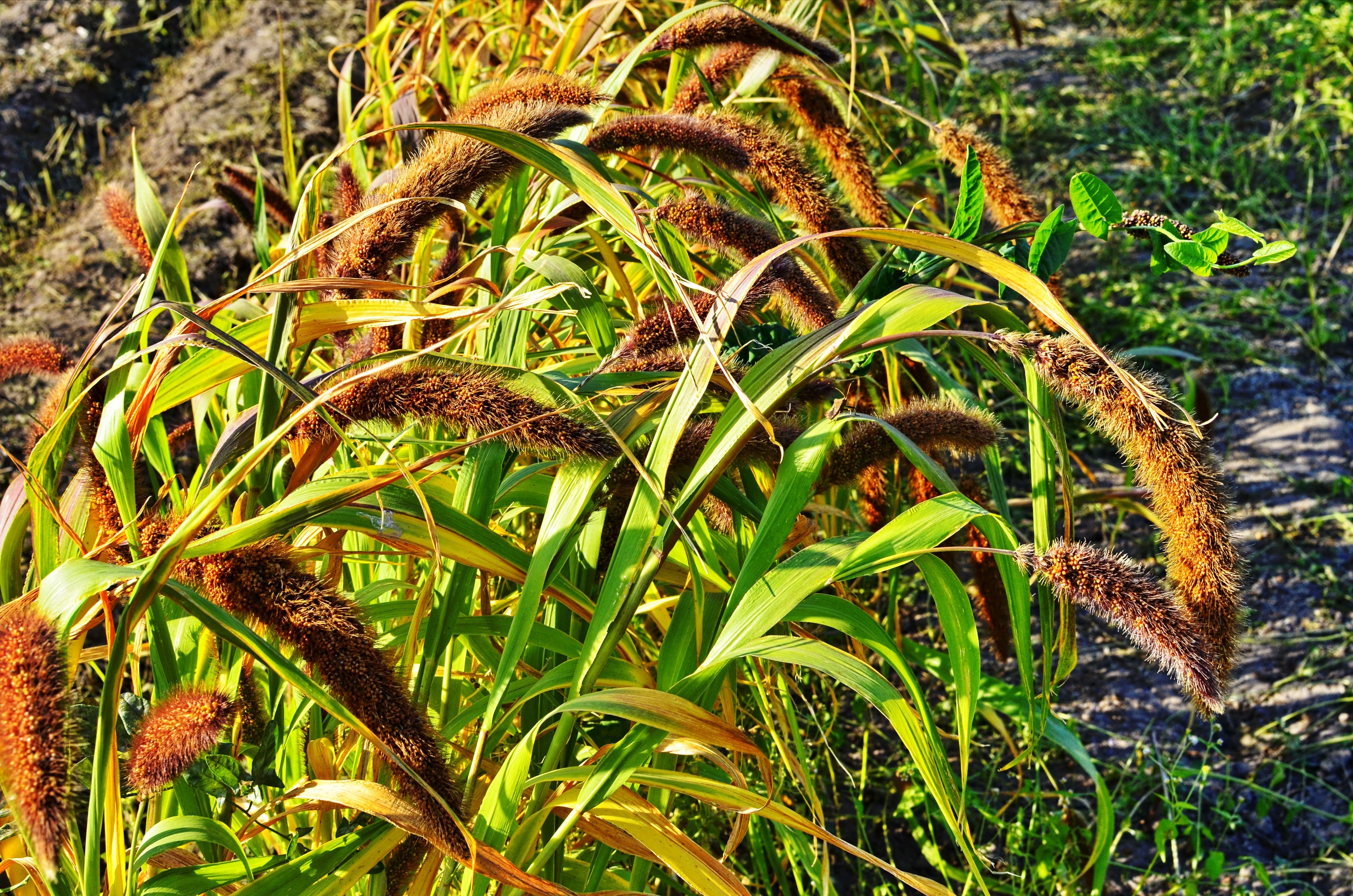 100 FOXTAIL MILLET Setaria Italica Ornamental Grass Wildlife Food Flower Seeds