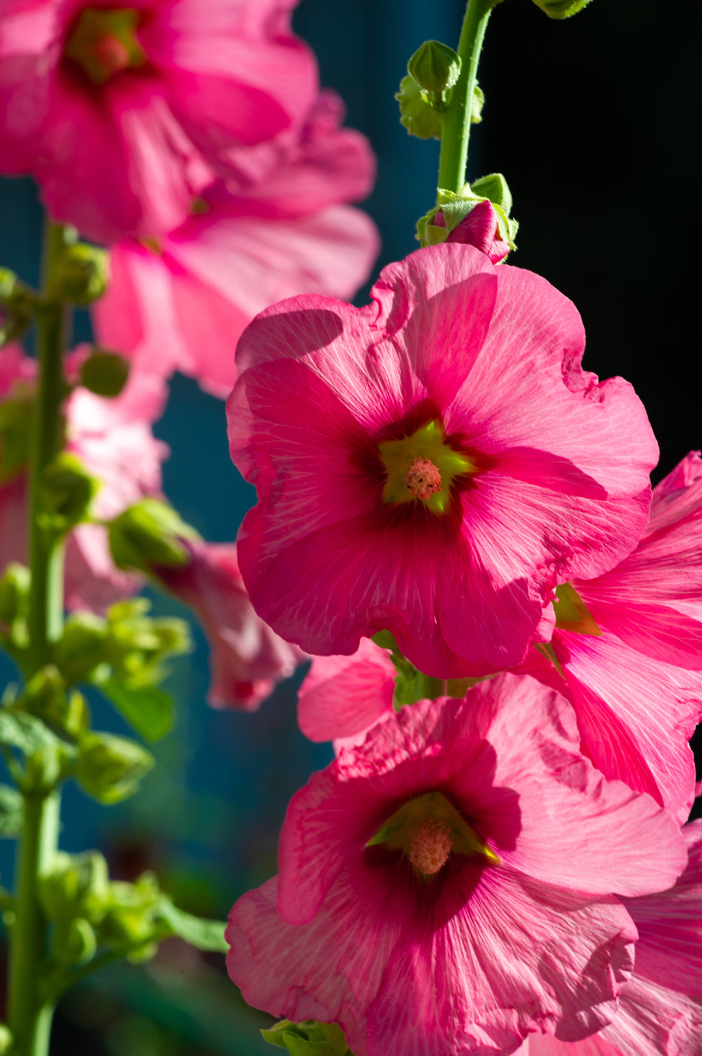 50 PINK CHECKERMALLOW Sidalcea Hendersonii Henderson's Checkerbloom Flower Seeds