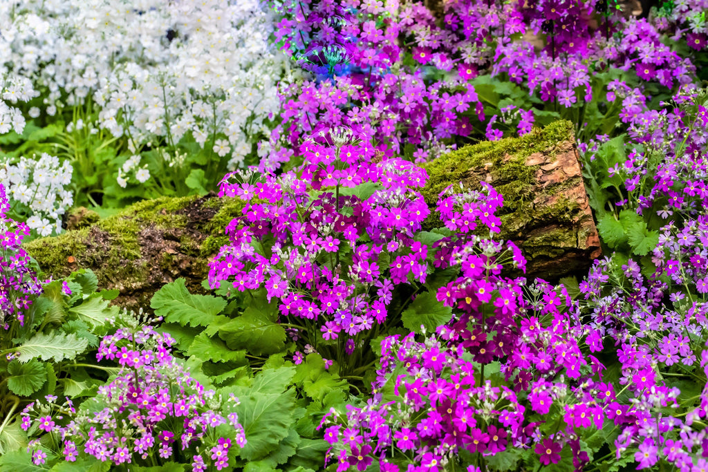 100 LAVENDER FAIRY PRIMROSE Purple Primula Malacoides Baby Primrose Shade Houseplant Flower Seeds