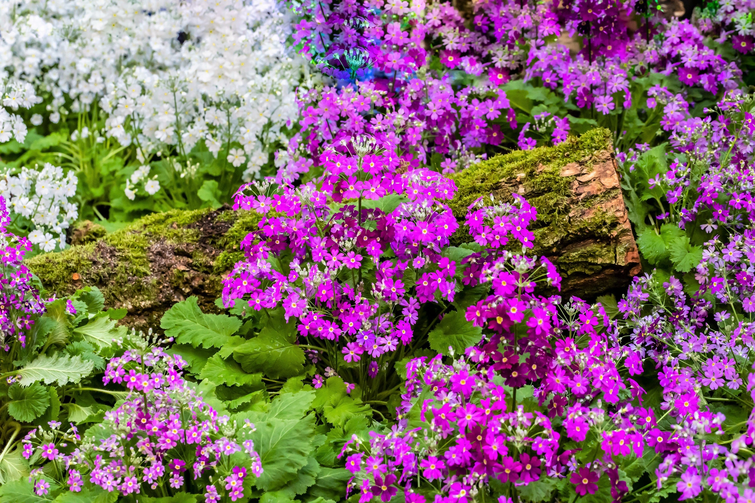 100 LAVENDER FAIRY PRIMROSE Purple Primula Malacoides Baby Primrose Shade Houseplant Flower Seeds