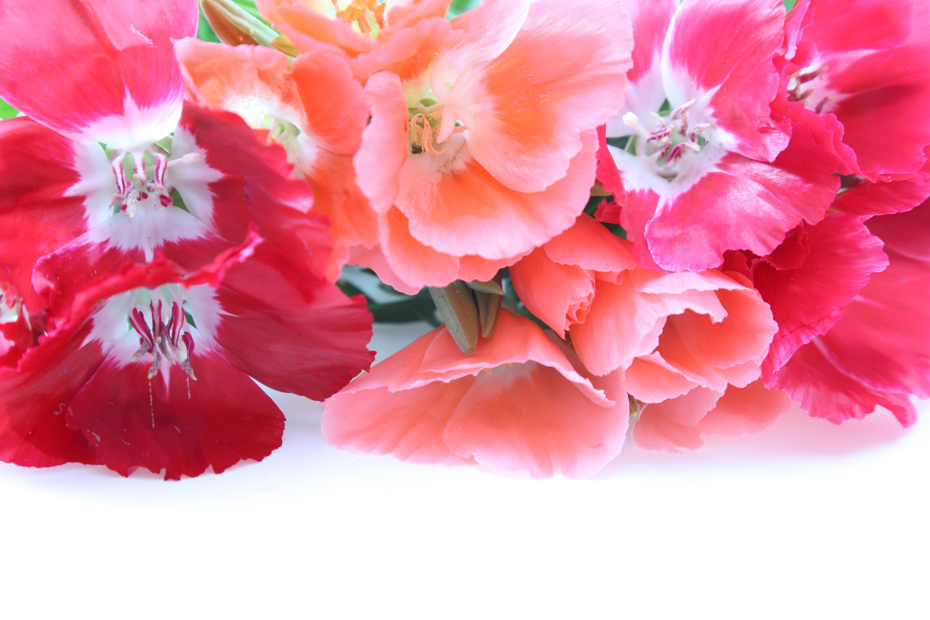 500 DOUBLE DEUCES GODETIA Grandiflora Clarkia Amoena Mixed Colors & Bicolor Flower Seeds