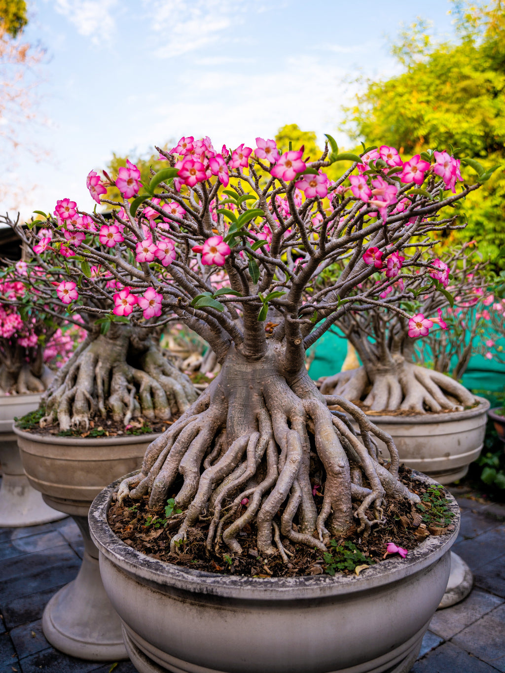 10 Mixed DESERT ROSE / ADENIUM Obesum African Houseplant Flower Seeds