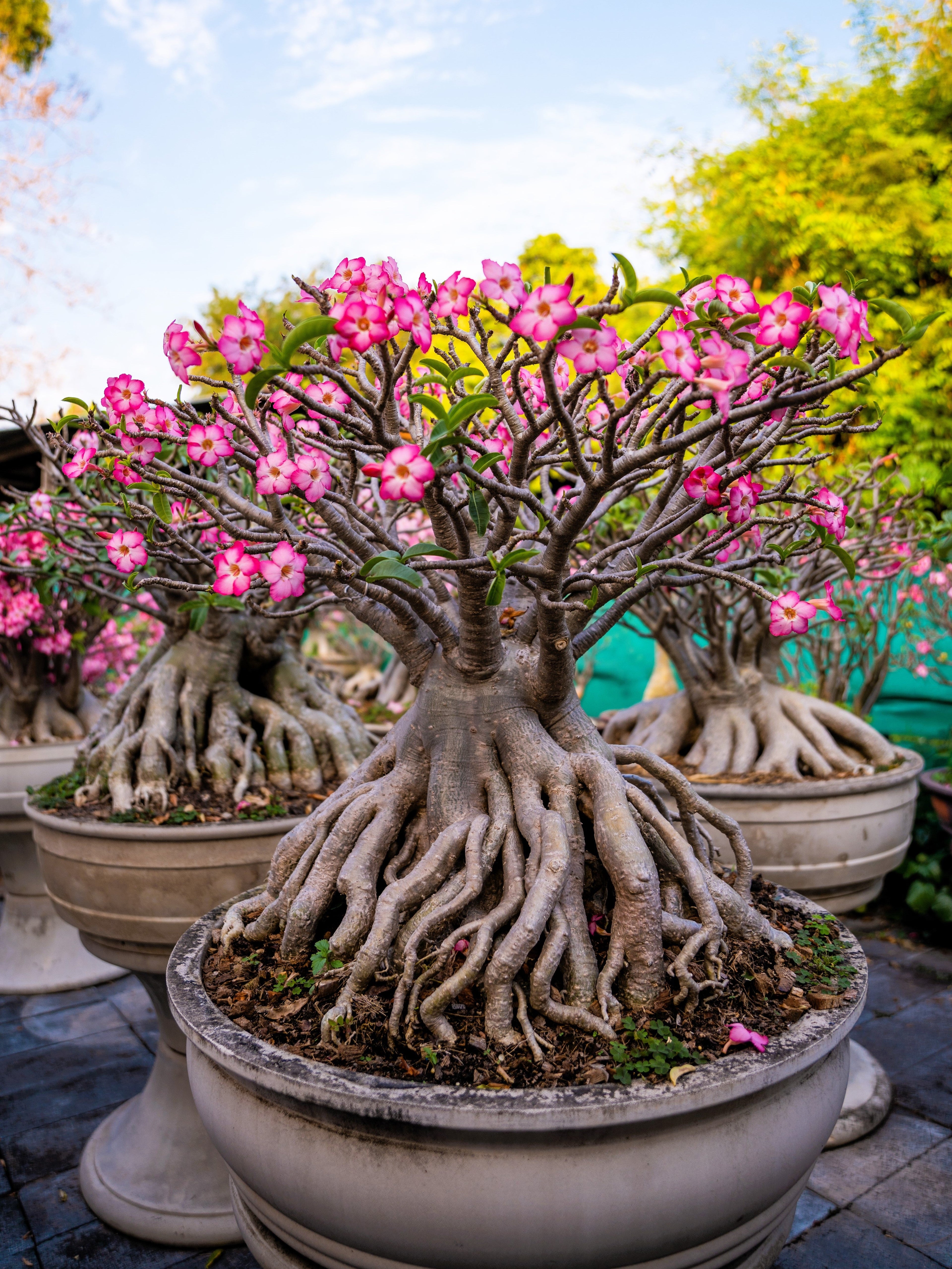 10 Mixed DESERT ROSE / ADENIUM Obesum African Houseplant Flower Seeds