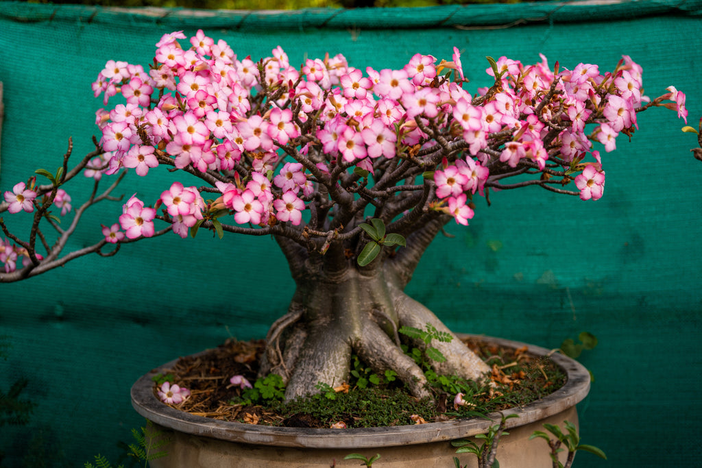 10 Mixed DESERT ROSE / ADENIUM Obesum African Houseplant Flower Seeds