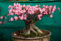 10 Mixed DESERT ROSE / ADENIUM Obesum African Houseplant Flower Seeds