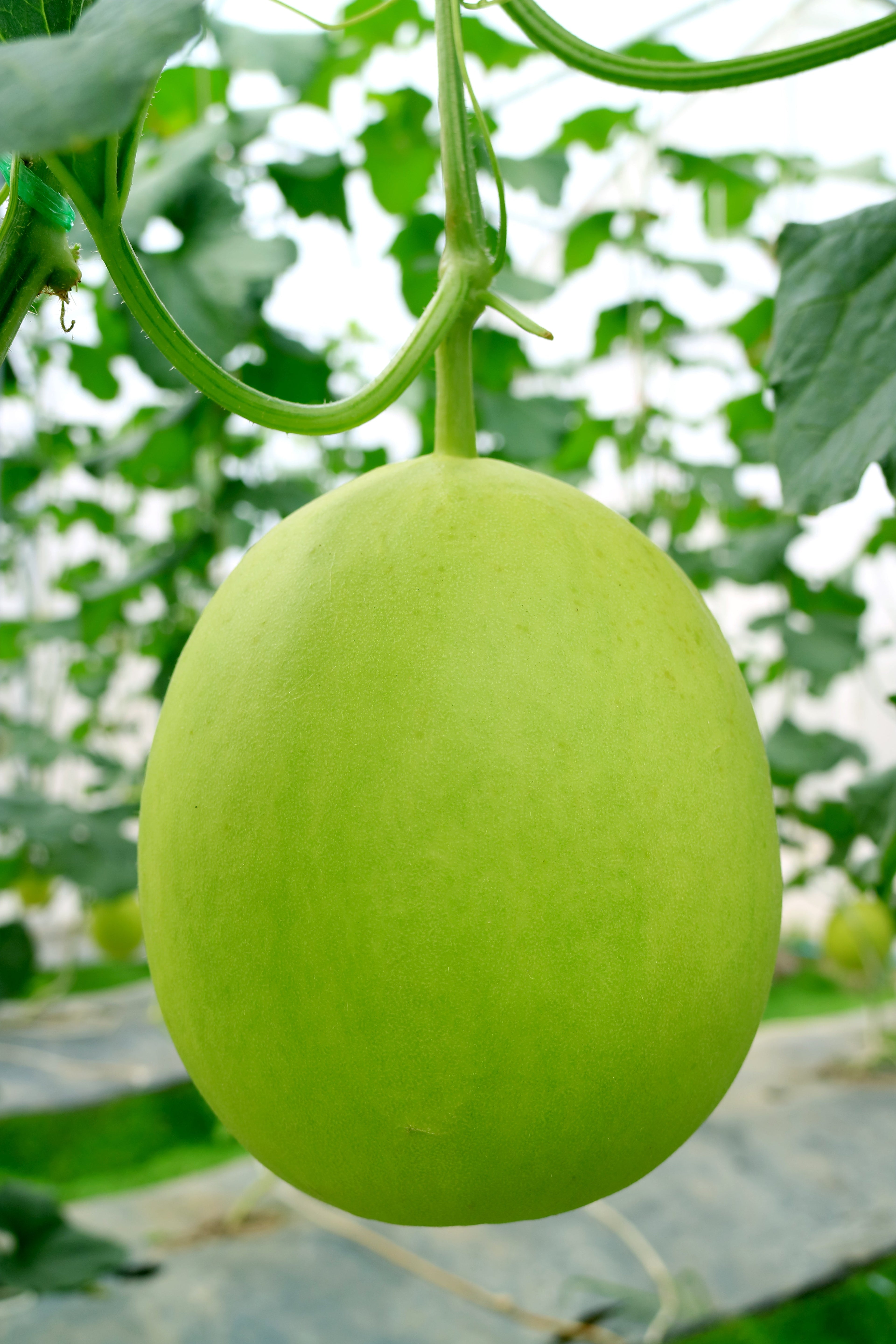 150 HONEYDEW GREEN FLESH Cucumis Melo Inodorus Melon Fruit Seeds