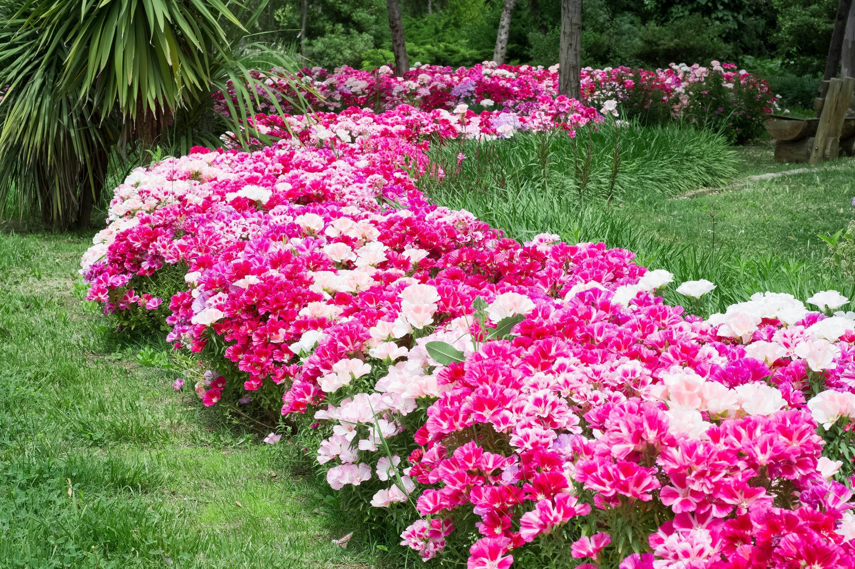 500 DOUBLE DEUCES GODETIA Grandiflora Clarkia Amoena Mixed Colors & Bicolor Flower Seeds