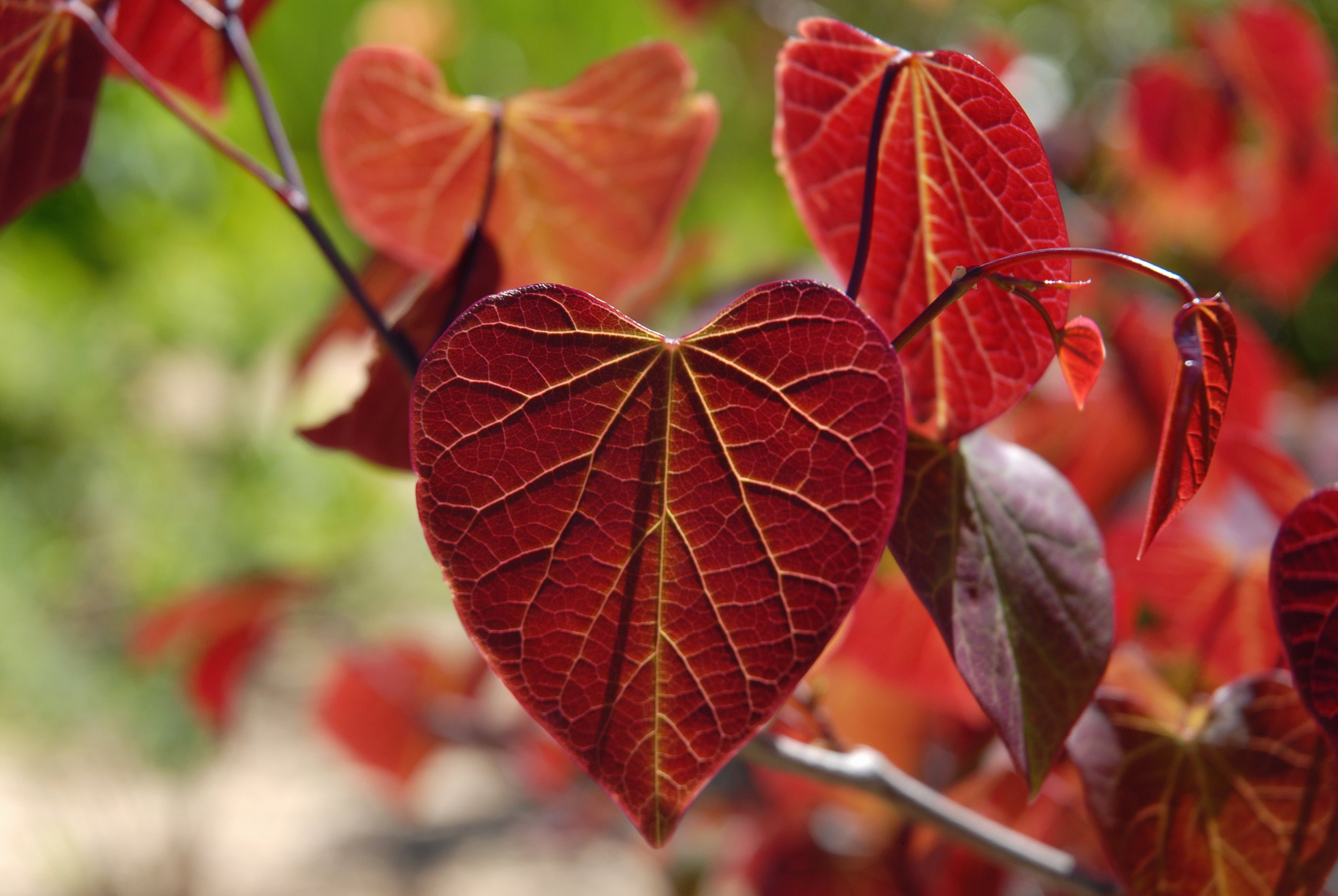 20 Eastern REDBUD TREE Cercis Canadensis Pink Flowering Native Tree Seeds