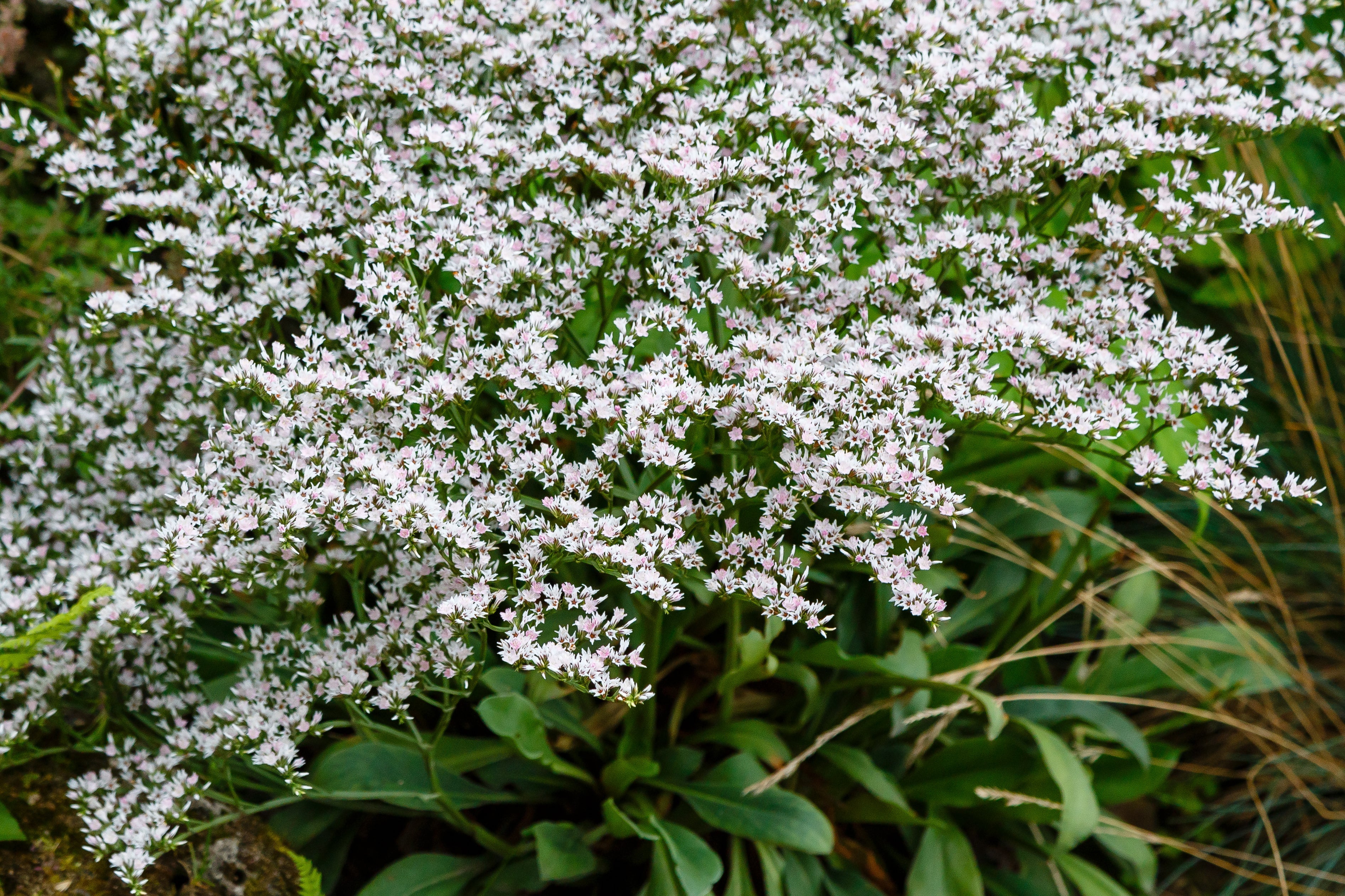 30 GERMAN STATICE White Sea Lavender Goniolimon Tataricum Limonium Flower Seeds