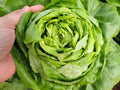 3000 BUTTERCRUNCH LEAF LETTUCE Lactuca Sativa Vegetable Seeds