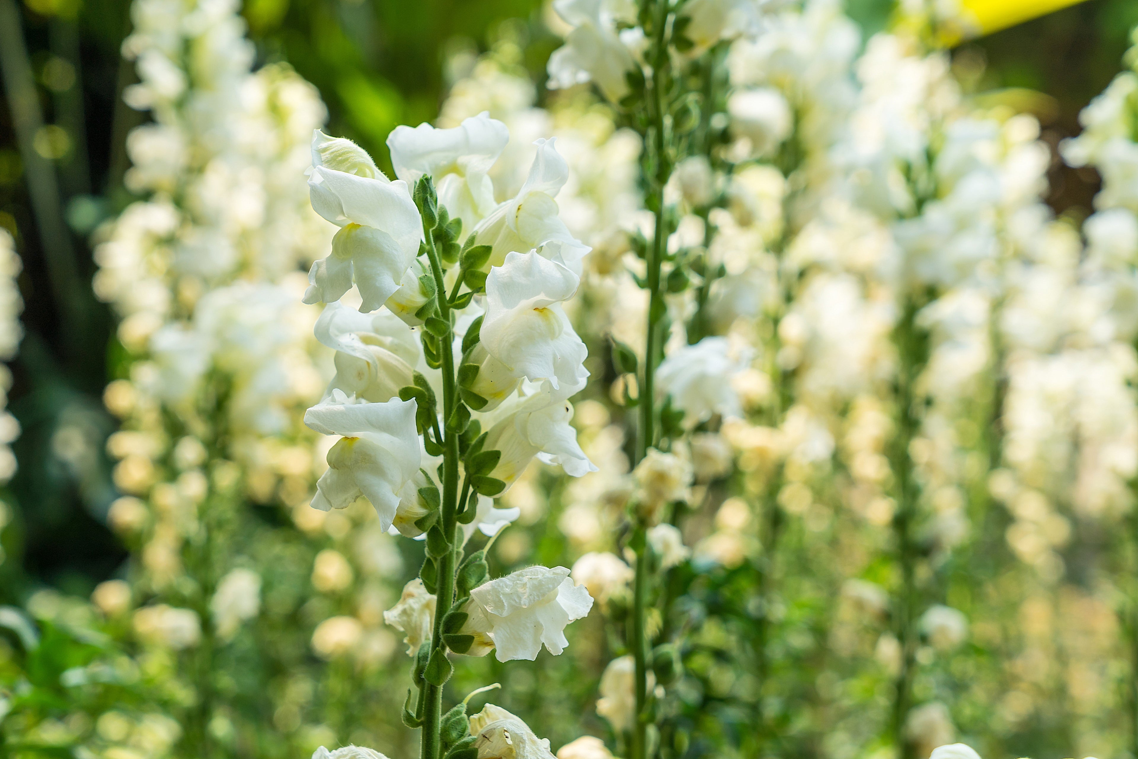 250 WHITE SNOWFLAKE SNAPDRAGON Antirrhinum Majus Flower Seeds