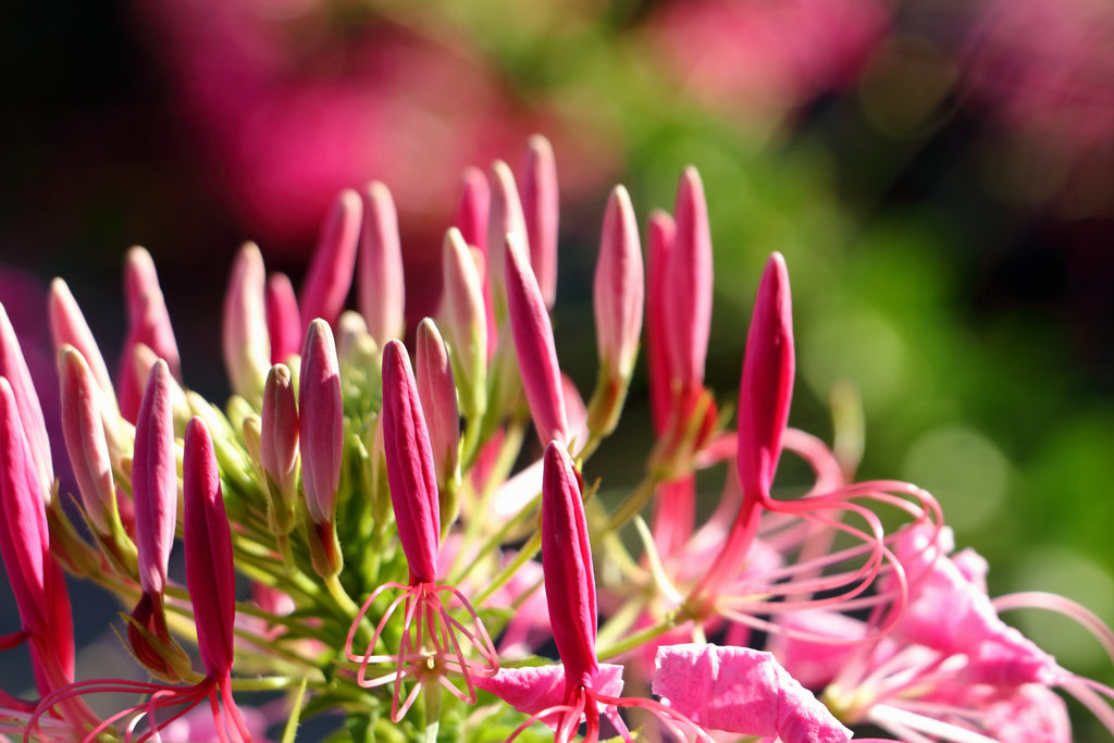 200 ROSE QUEEN CLEOME Hassleriana Spinosa Pink Spider Flower Seeds