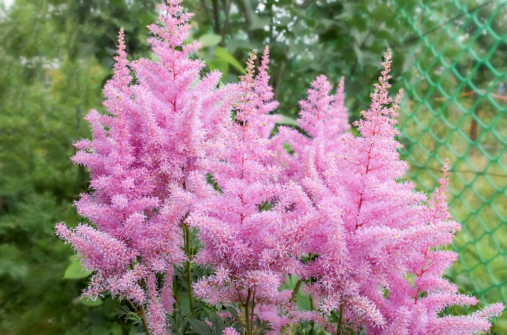 100 PINK MIX ASTILBE (False Spirea / False Goats Beard) Astilbe Chinensis Flower Seeds