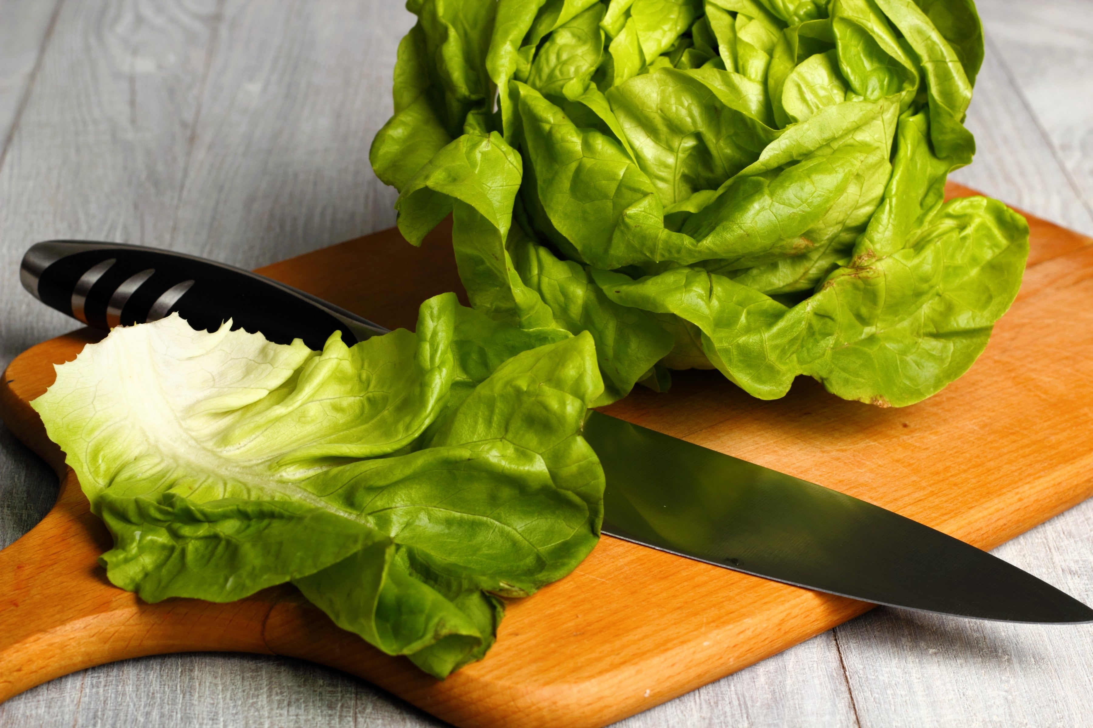 3000 WHITE BOSTON LETTUCE 12" Green Butterhead Lactuca Sativa Vegetable Seeds