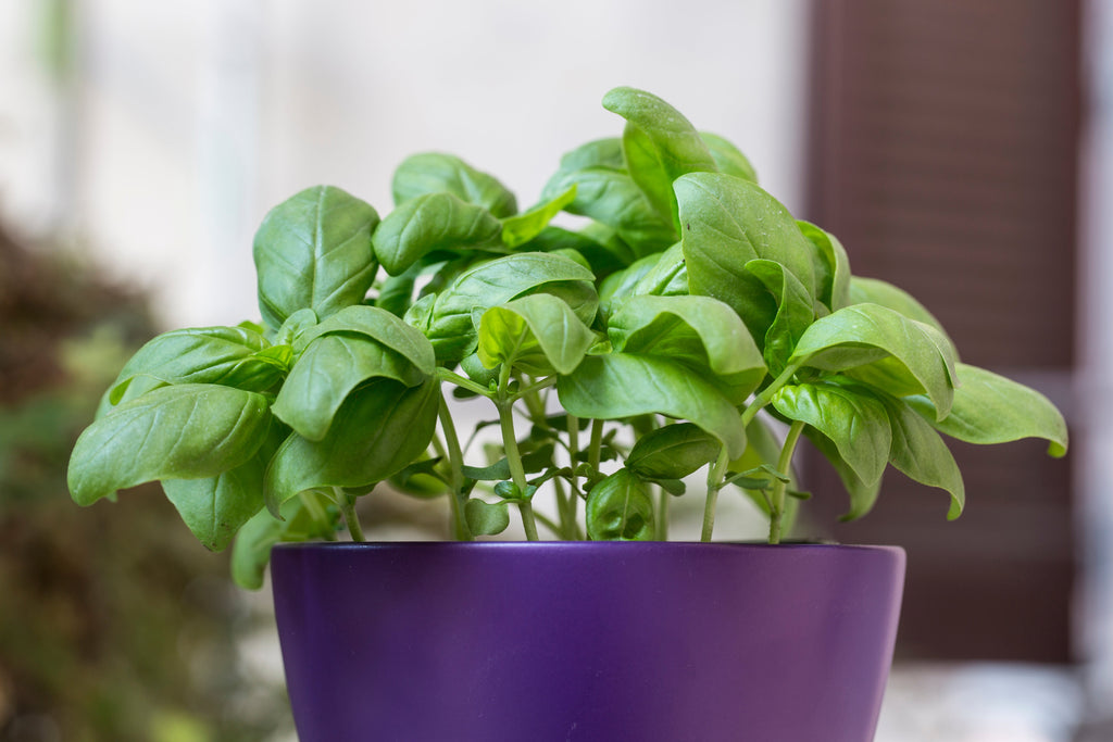 200 MOZZARELLA BASIL Sweet Italian Heirloom Ocimum Basilicum Herb Flower Seeds