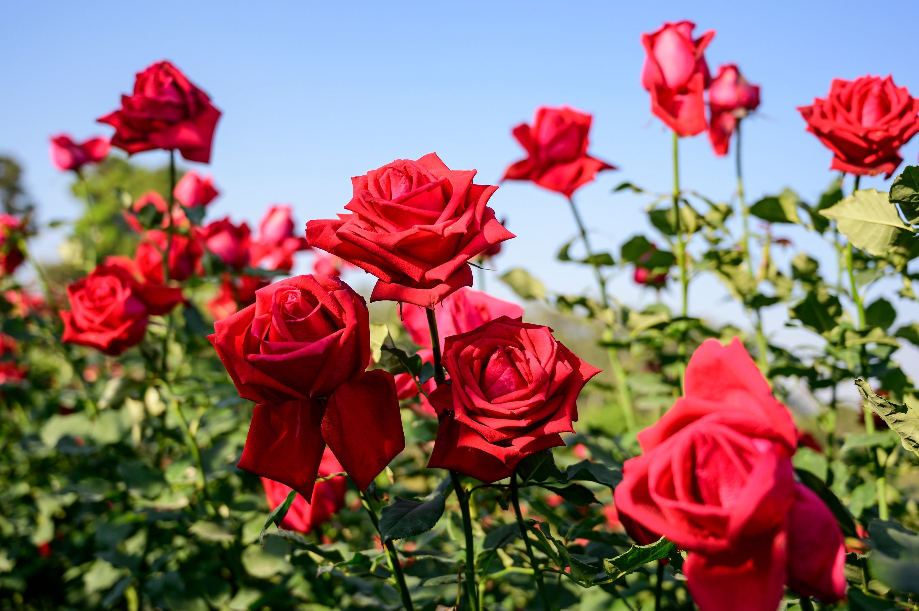 5 RED ROSE Rosa Bush Shrub Perennial Flower Seeds