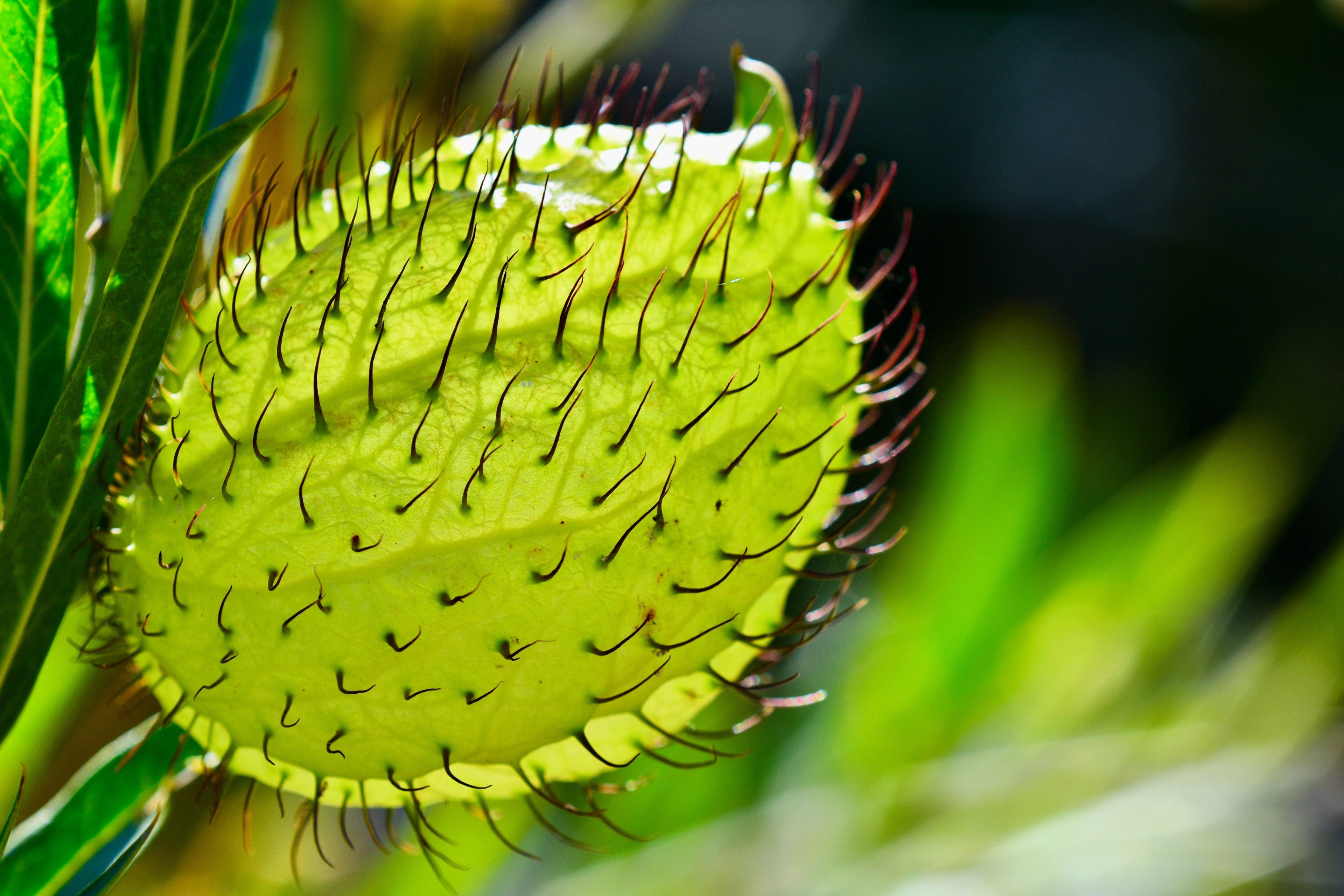 10 SWAN MILKWEED Hairy Balls Butterfly Weed Asclepias Gomphocarpus Fruticosus Monarch Flower Seeds