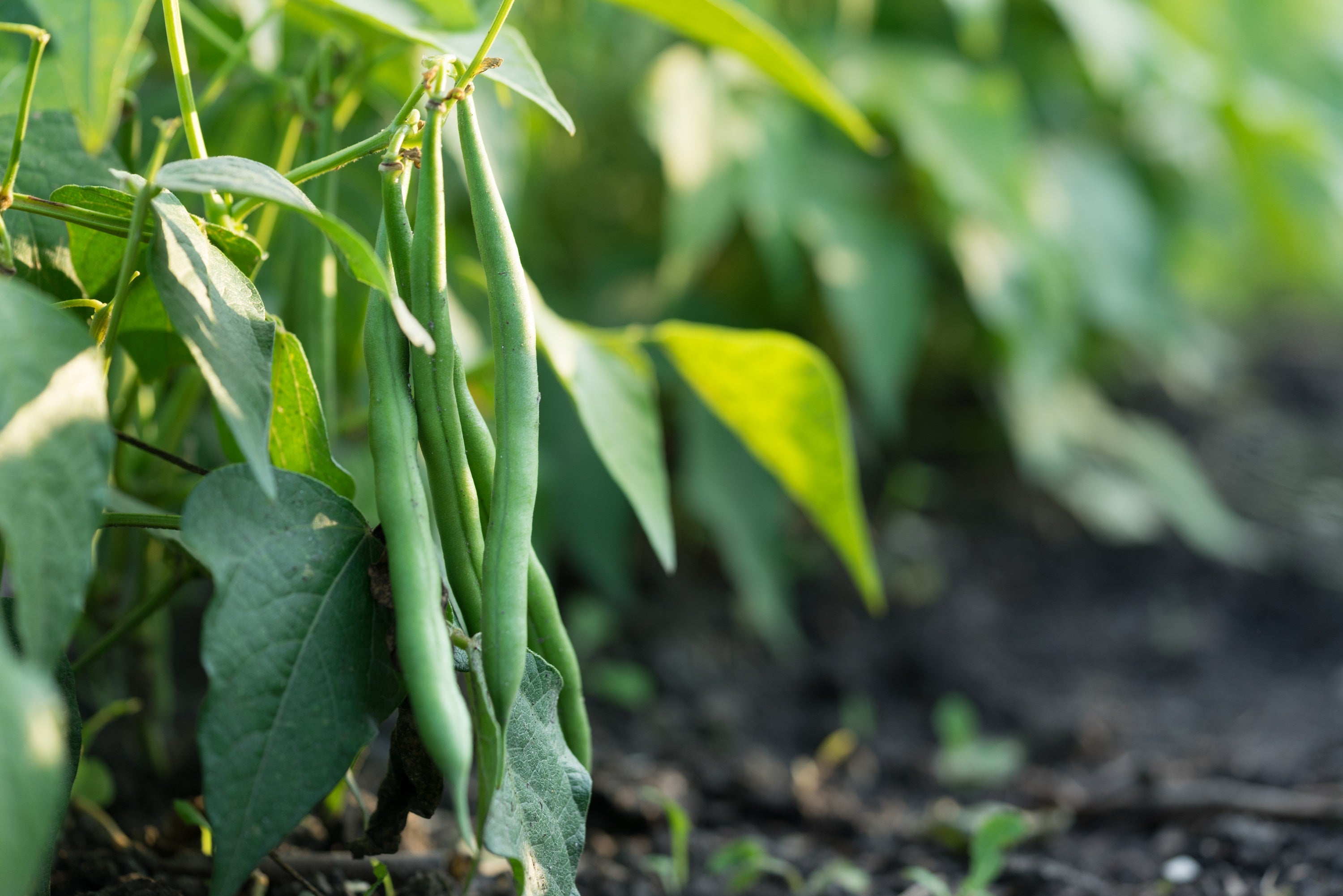 50 BURPEE STRINGLESS Green Pod BEAN French Phaseolus Vulgaris Vegetable Seeds