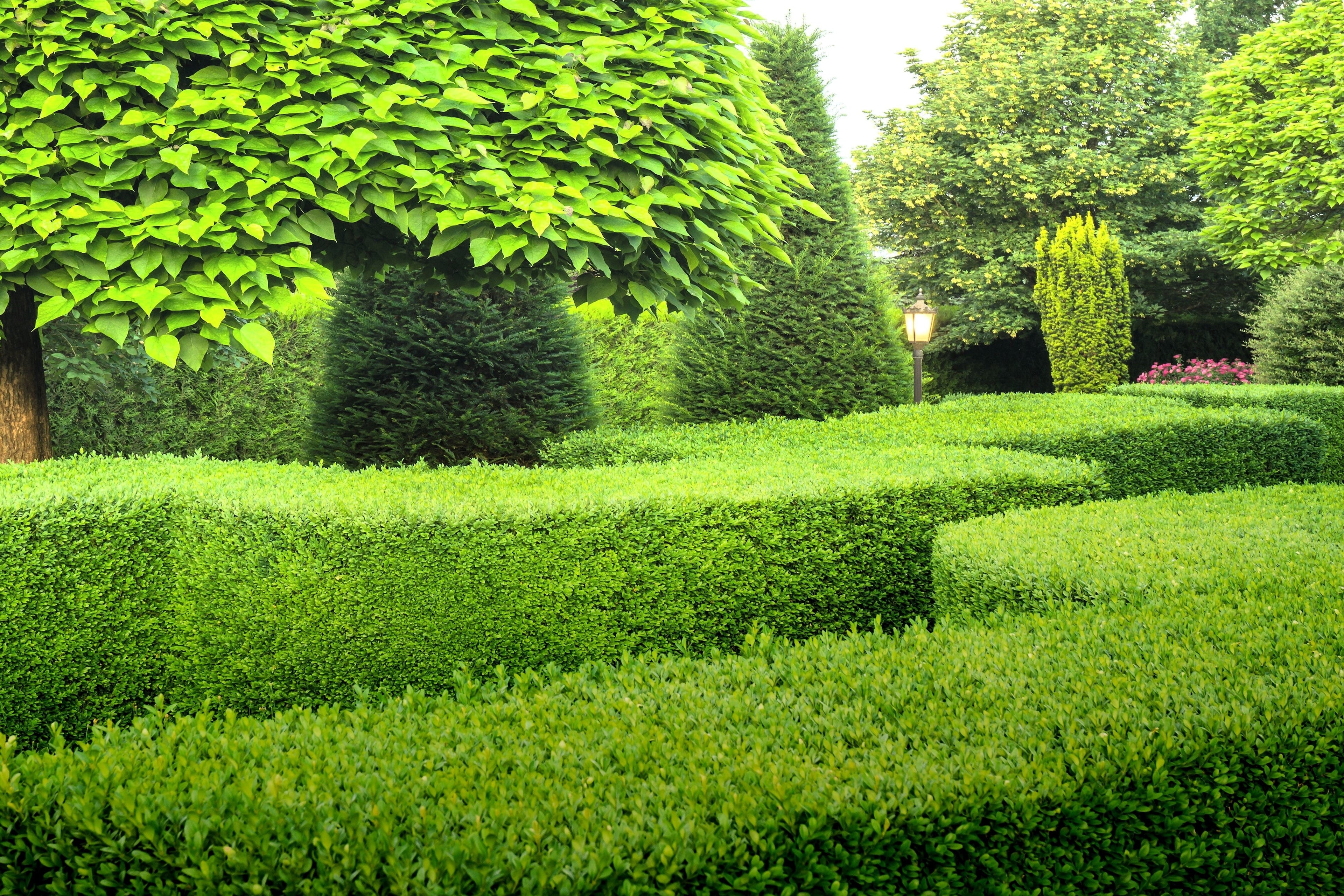 30 AMERICAN BOXWOOD Common Buxus Sempervirens European Box Shrub Seeds